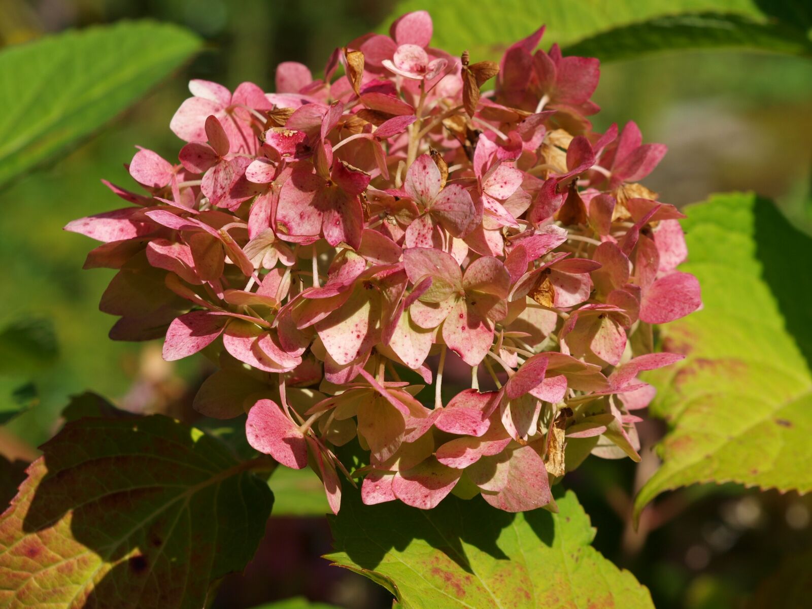 Olympus E-420 (EVOLT E-420) sample photo. Hydrangea, blossom, bloom photography