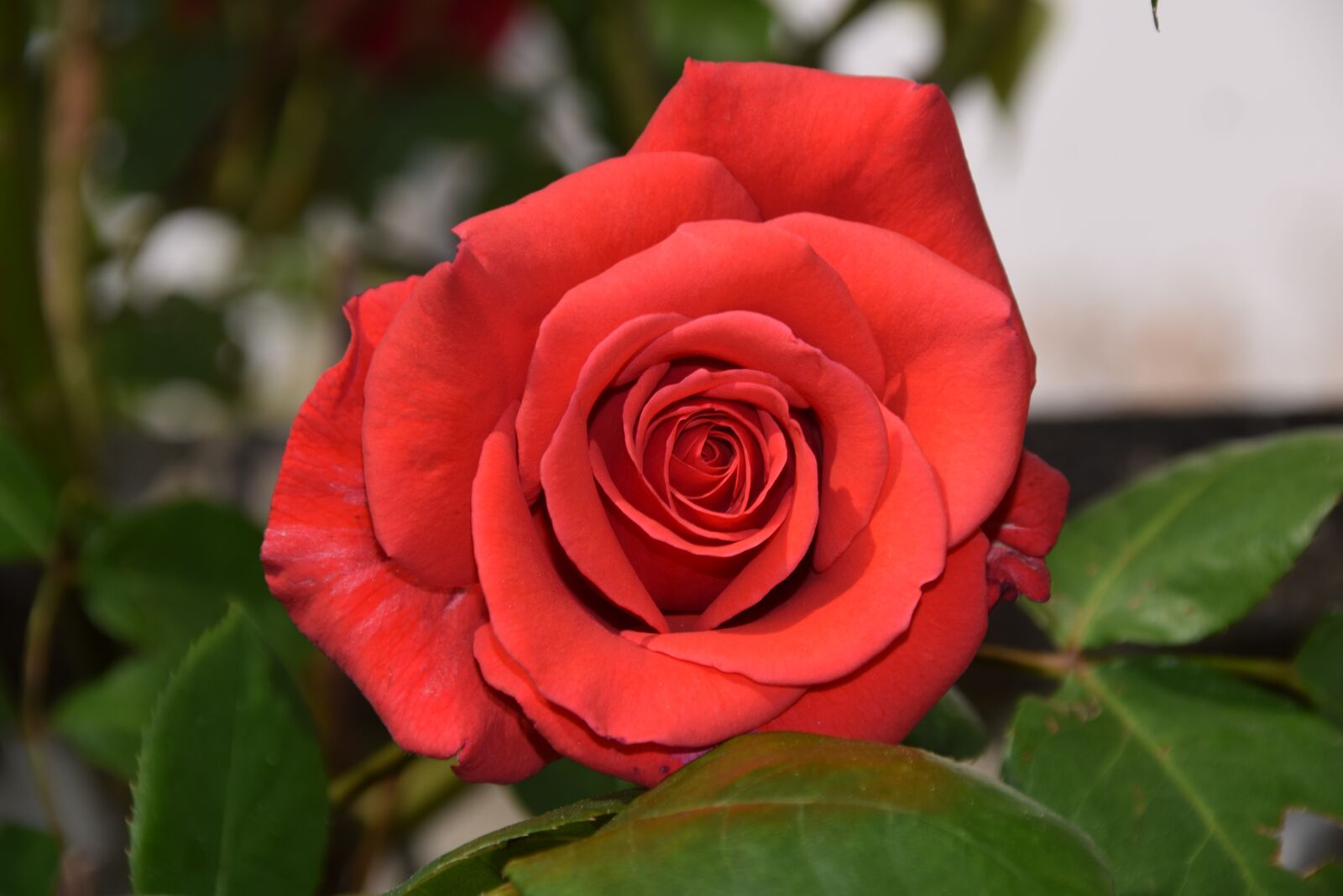 Nikon D3300 sample photo. Rose, bloom, red photography