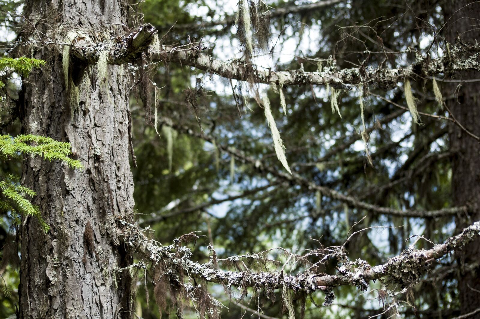 Nikon D50 sample photo. Forest, trees, green photography