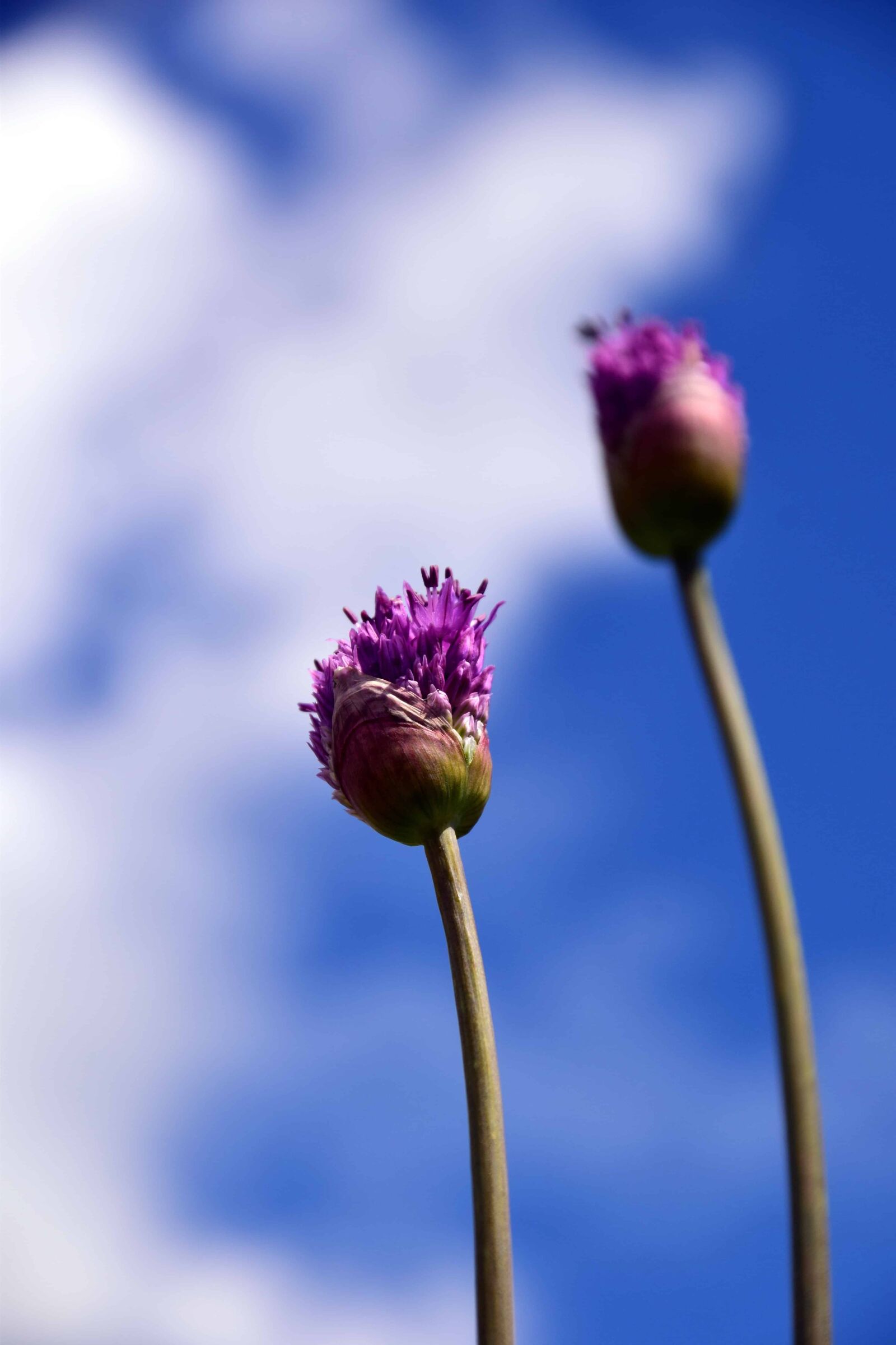 Nikon D3300 sample photo. Flora, blue sky, meadow photography