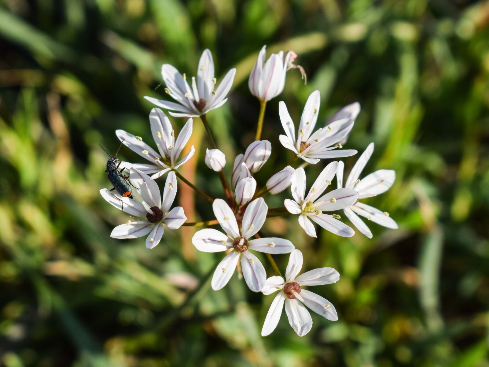 Nikon D3300 sample photo. Wildflower, inflorescence, white photography