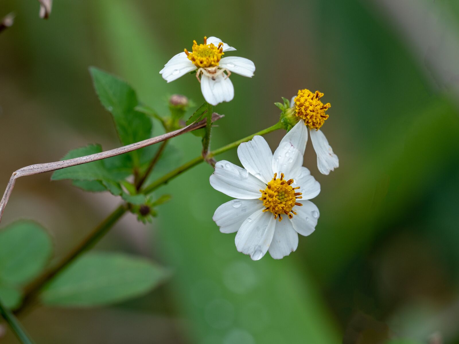 Olympus OM-D E-M1 Mark II + Olympus M.Zuiko Digital ED 40-150mm F2.8 Pro sample photo. Flower, leaf, blue photography
