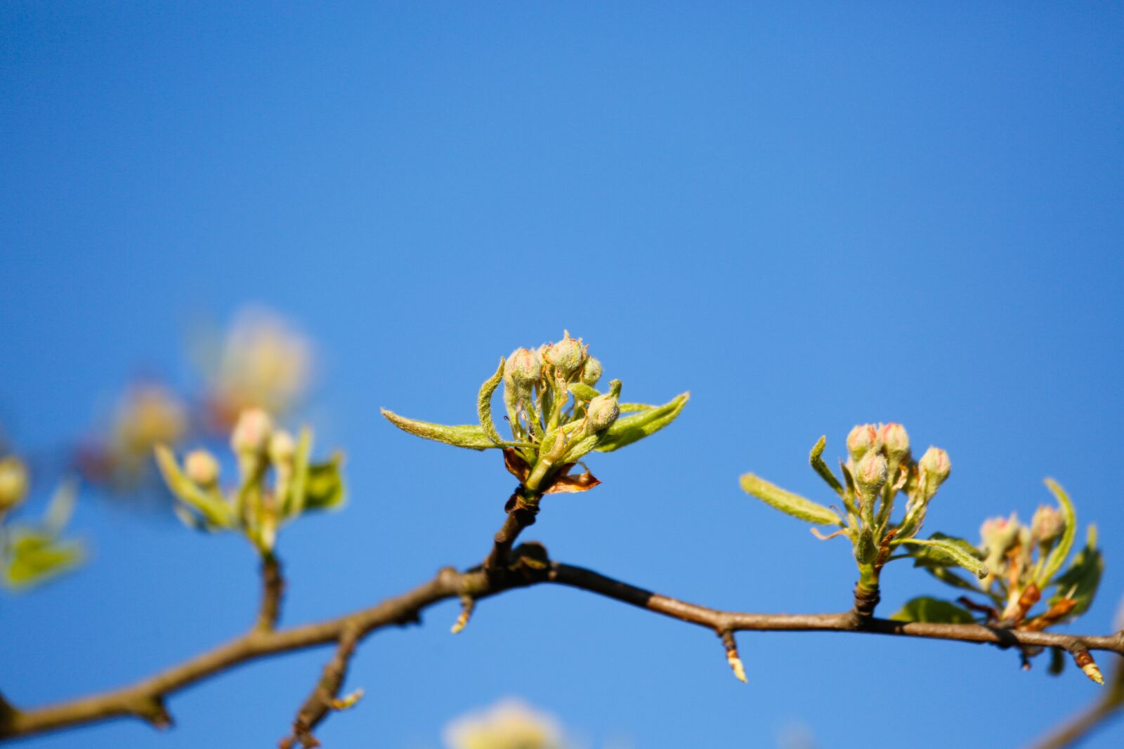 Canon EF 100-400mm F4.5-5.6L IS USM sample photo. Spring, engine, scion photography