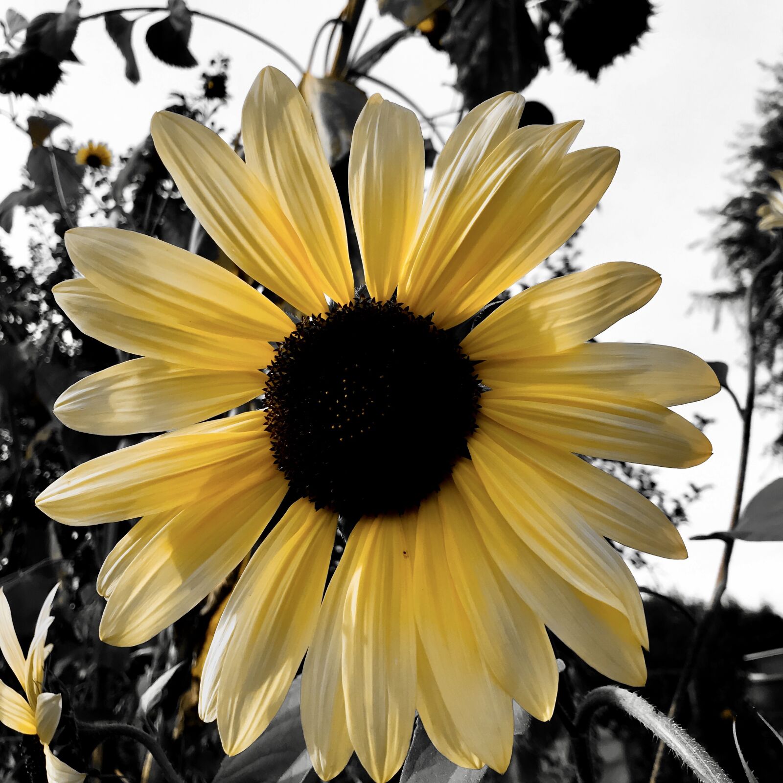 iPhone 7 back camera 3.99mm f/1.8 sample photo. Sunflower, composites, blossom photography