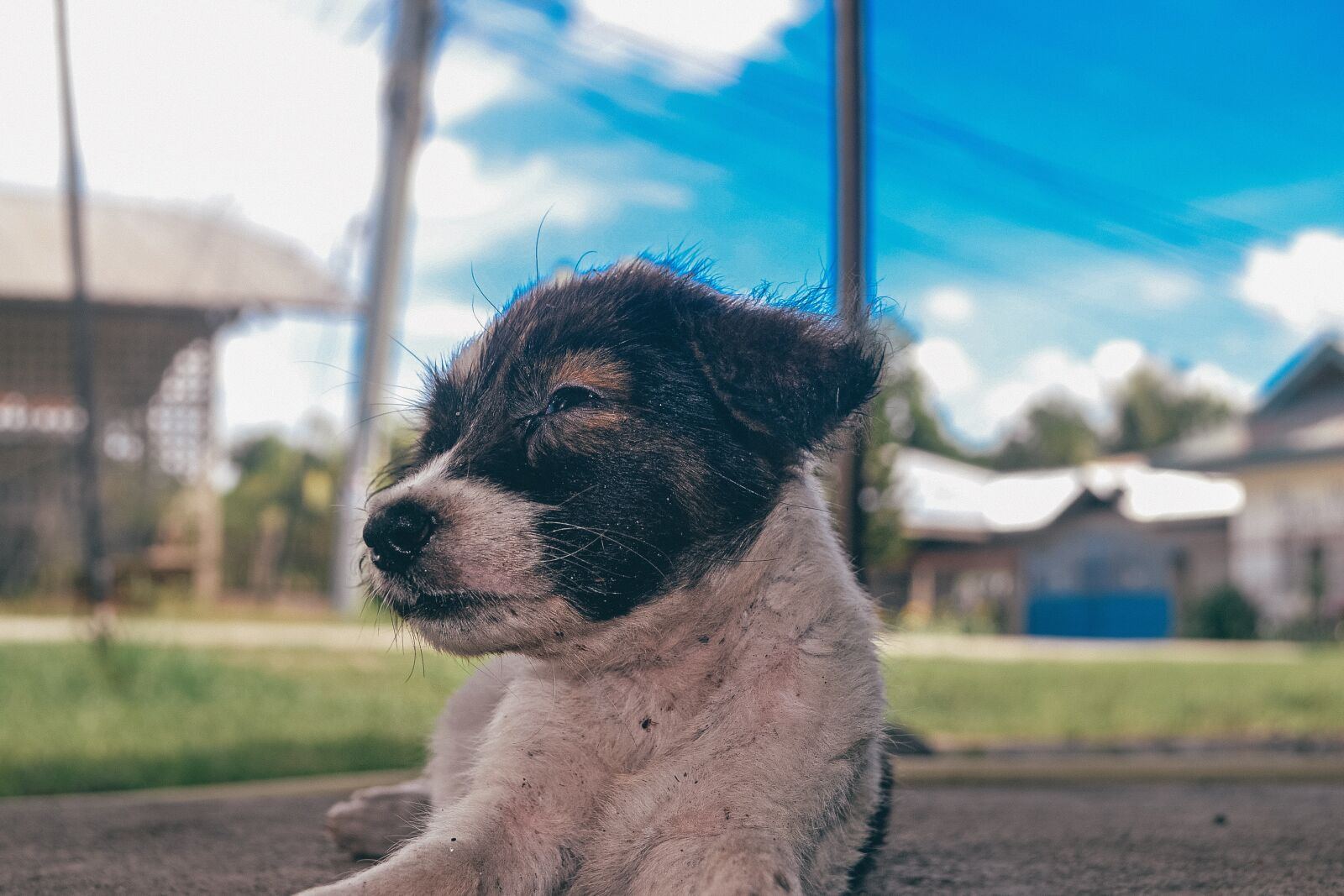 Nikon D3100 sample photo. Dog, dirty, skies photography