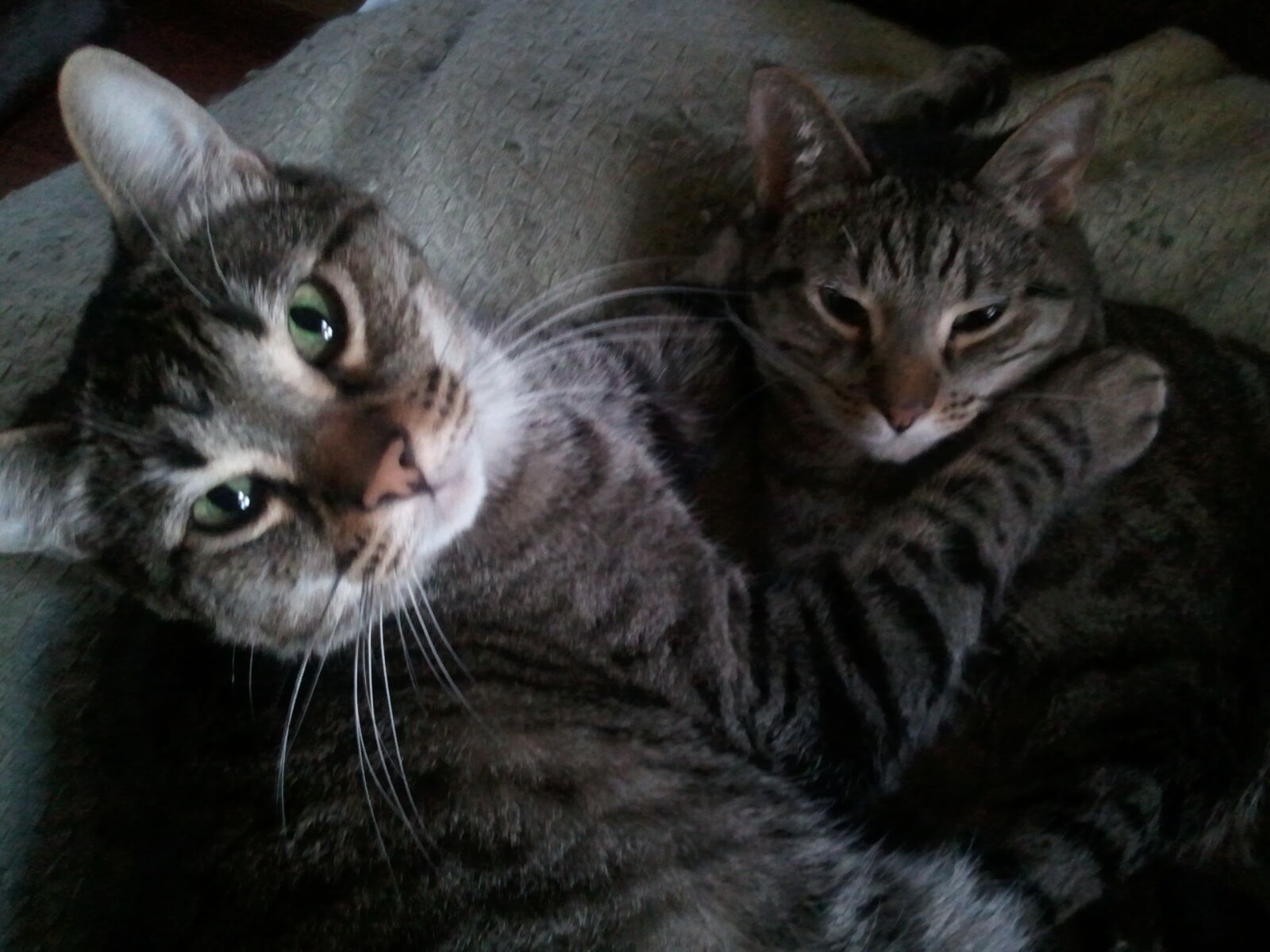 Samsung Galaxy S Vibrant sample photo. Cat, brothers, cat, pile photography