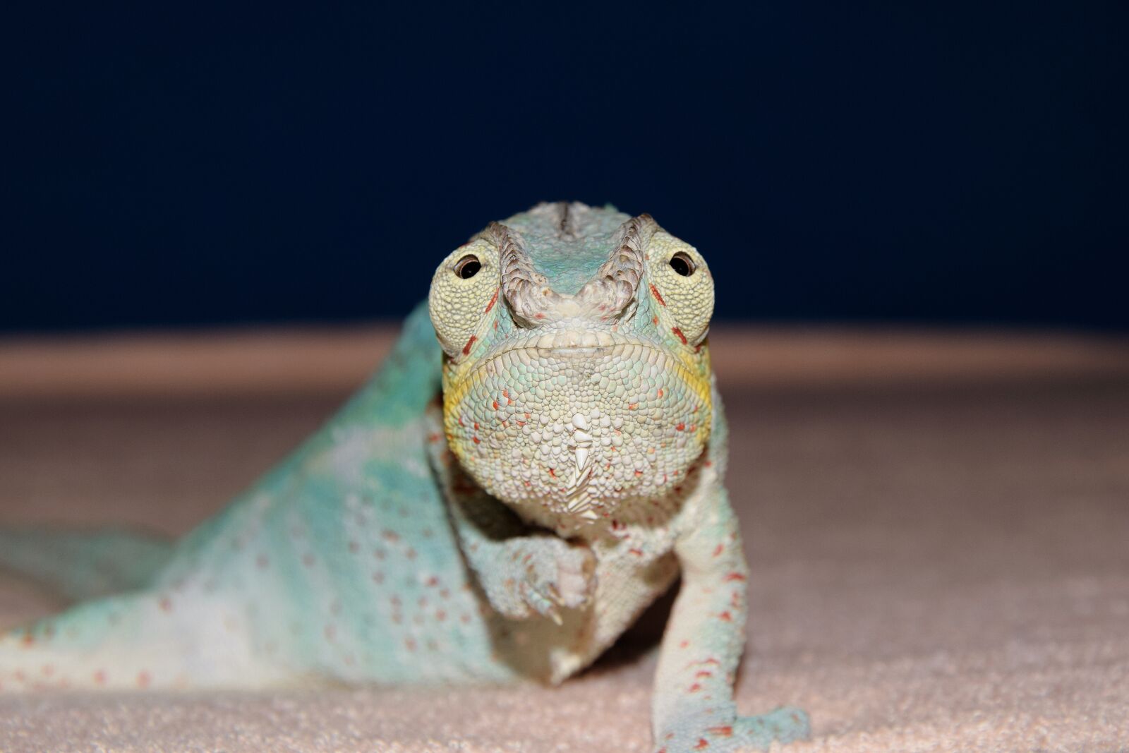 Nikon D5300 sample photo. Panther chameleon, chameleon, close photography