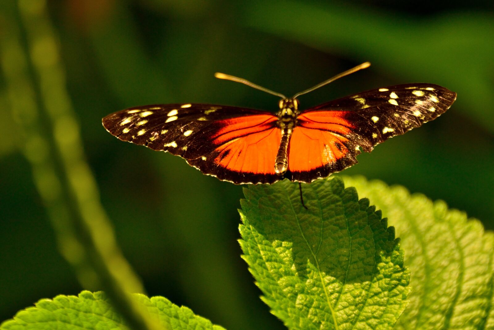 Nikon D800 sample photo. Butterfly, mainau, lake constance photography