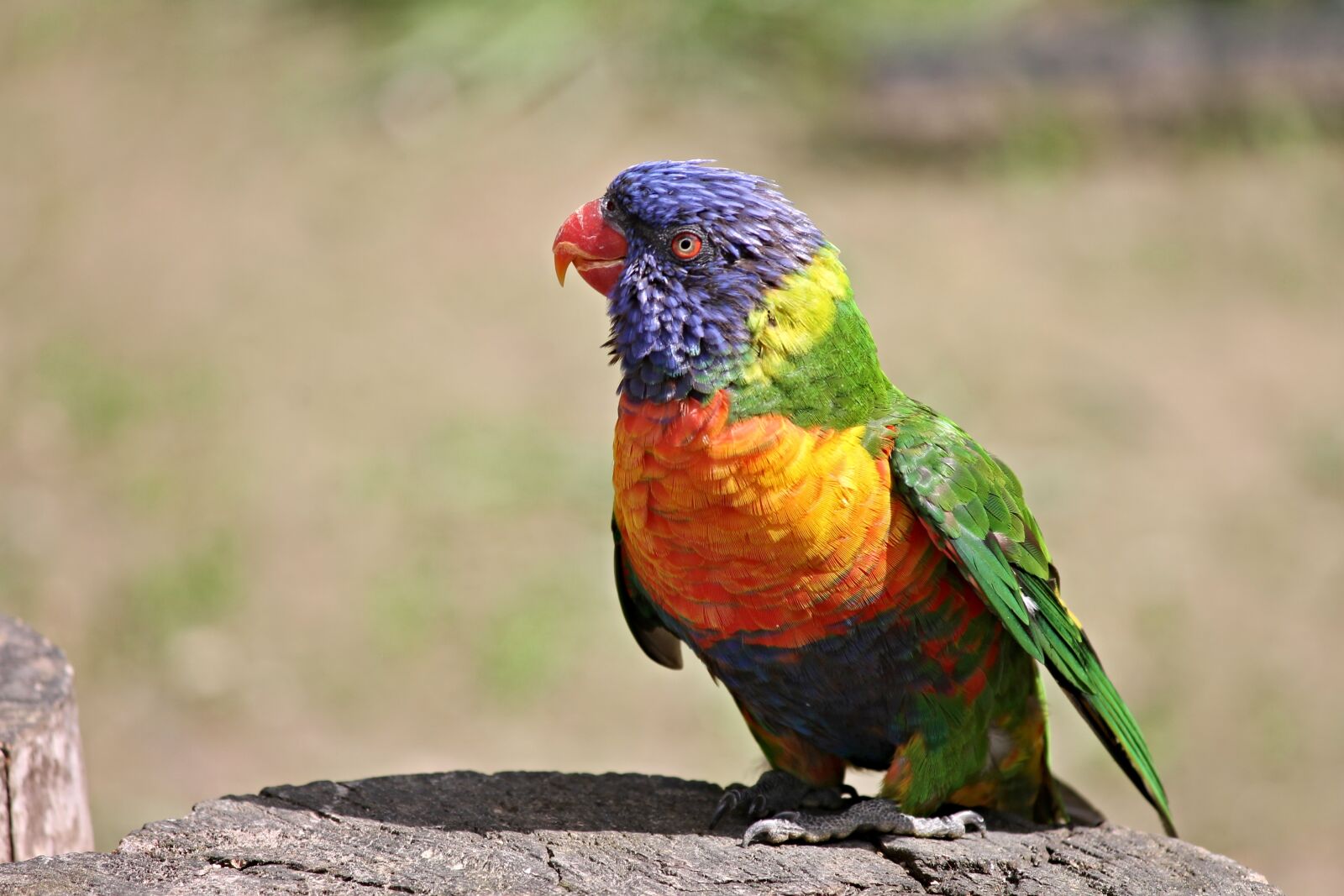 Canon EOS 1100D (EOS Rebel T3 / EOS Kiss X50) sample photo. Parrot, lorikeet, trichoglossus rainbow photography