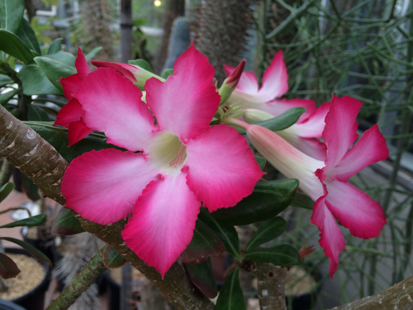 iPhone 5s back camera 4.15mm f/2.2 sample photo. Berkeley botanical garden, pink photography