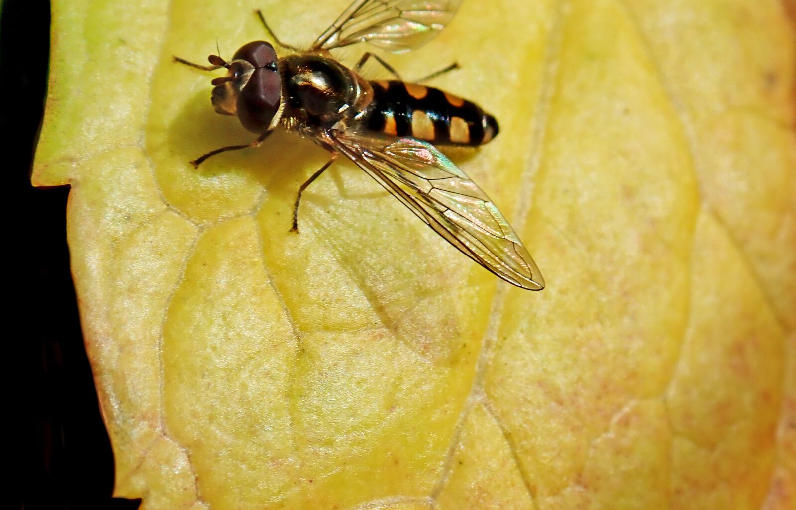 Olympus TG-5 sample photo. Hover fly, insect, leaf photography