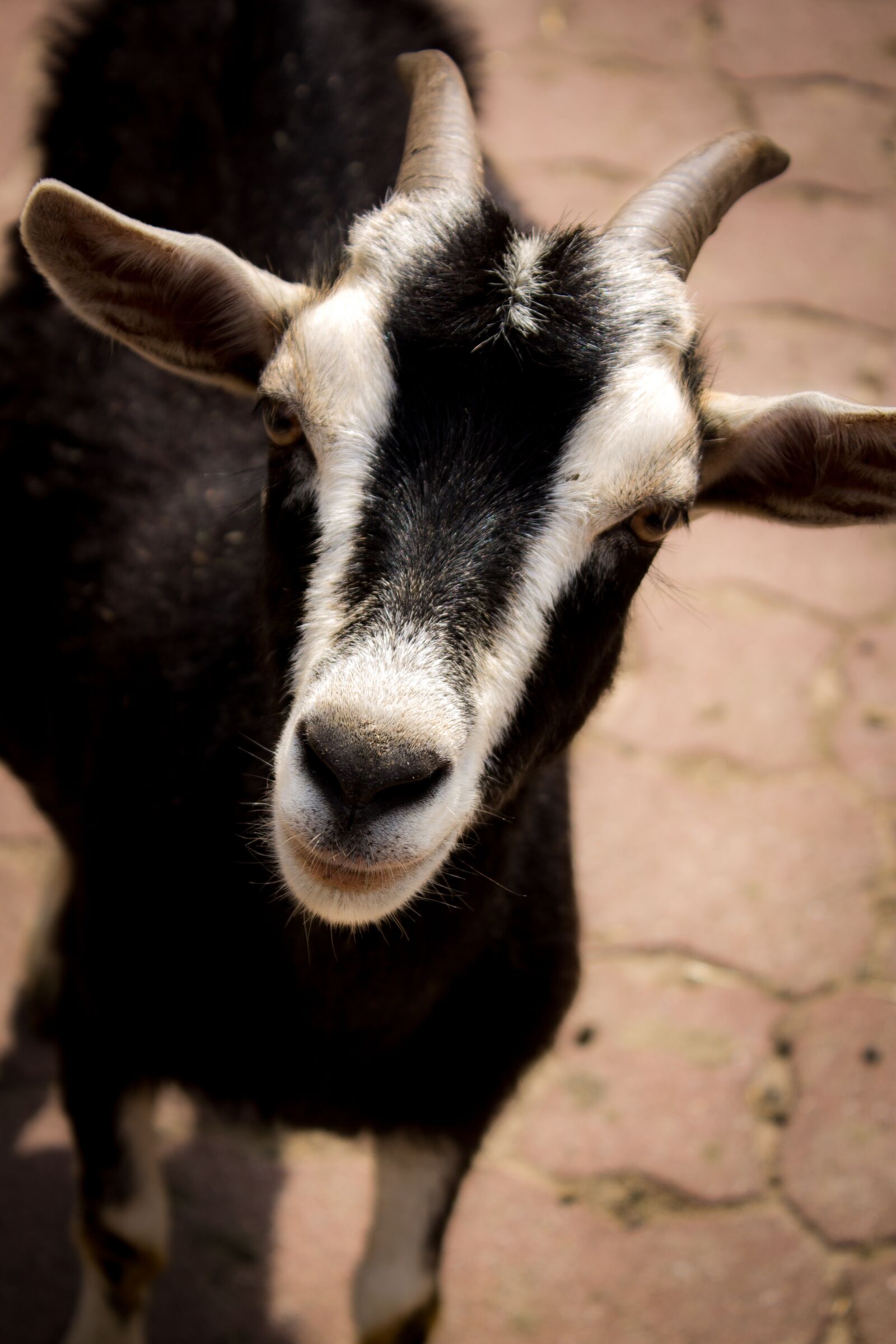 Canon EOS 1100D (EOS Rebel T3 / EOS Kiss X50) sample photo. Goat, zoo, fallow deer photography
