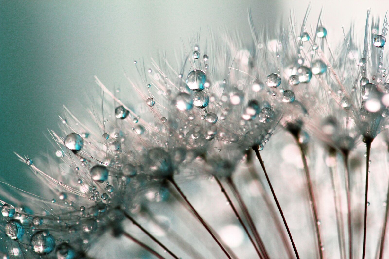 Canon EOS 550D (EOS Rebel T2i / EOS Kiss X4) sample photo. Dandelion seeds, dandelion, dandelions photography