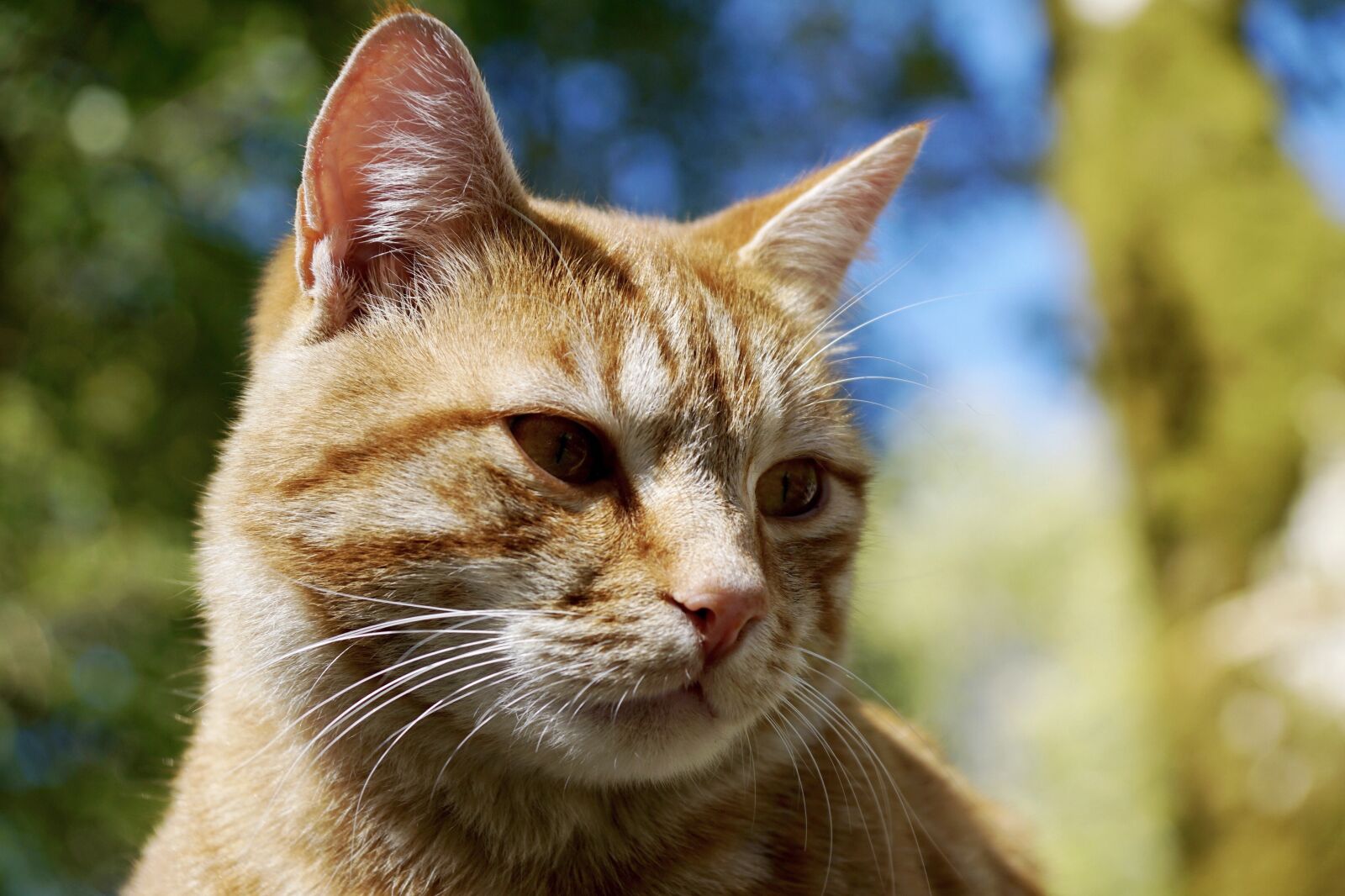 Sony ILCA-77M2 sample photo. Cat, animal, pet photography