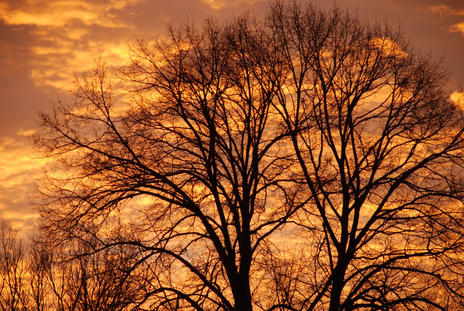 Nikon D80 sample photo. Sunset, tree, winter photography