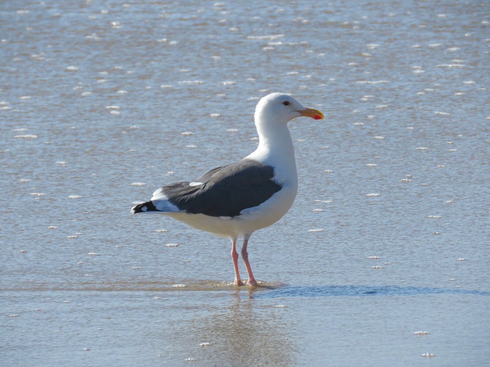 Canon PowerShot SX60 HS sample photo. Seagull, ocean, bird photography