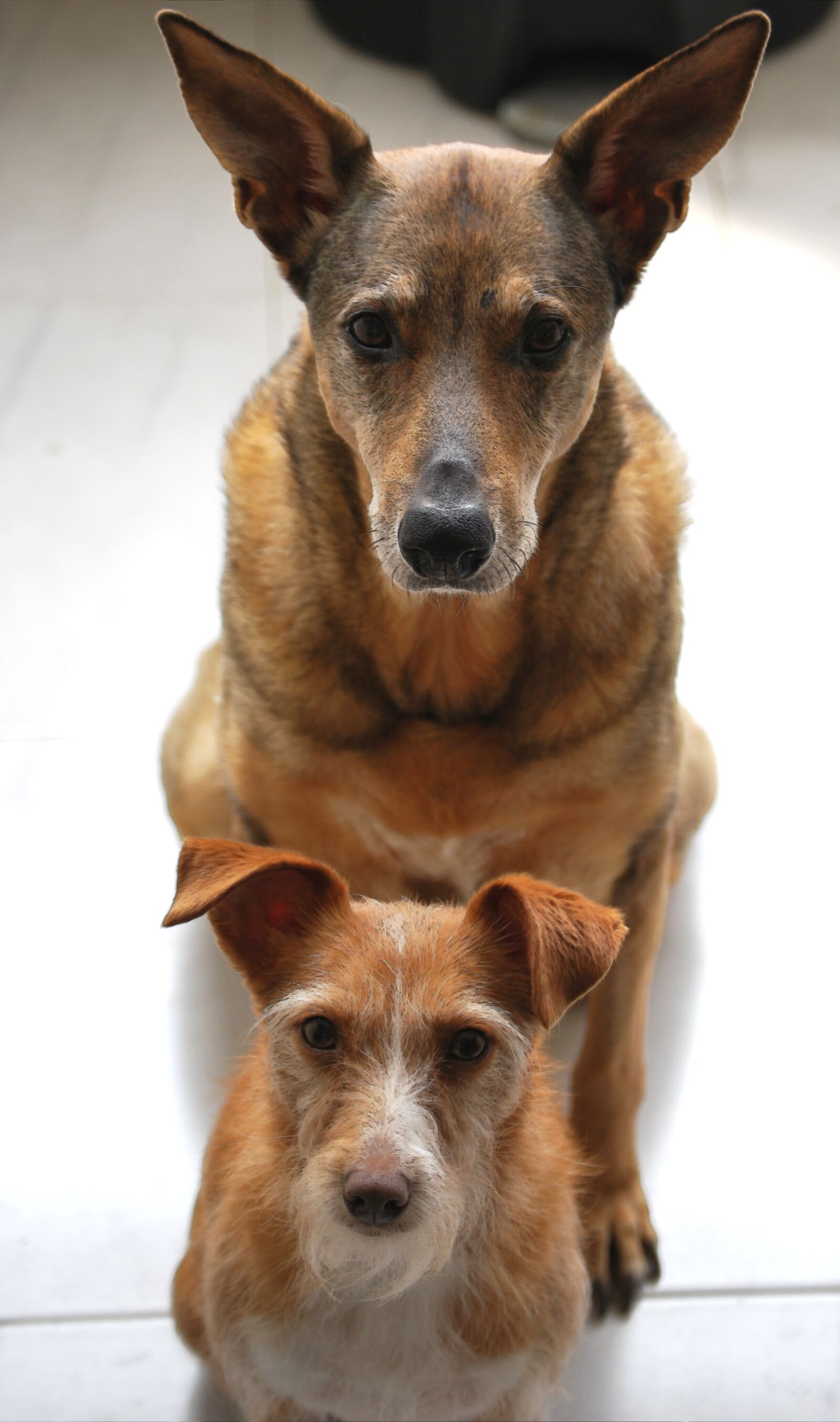 Nikon D60 sample photo. Dogs, ears, animals photography