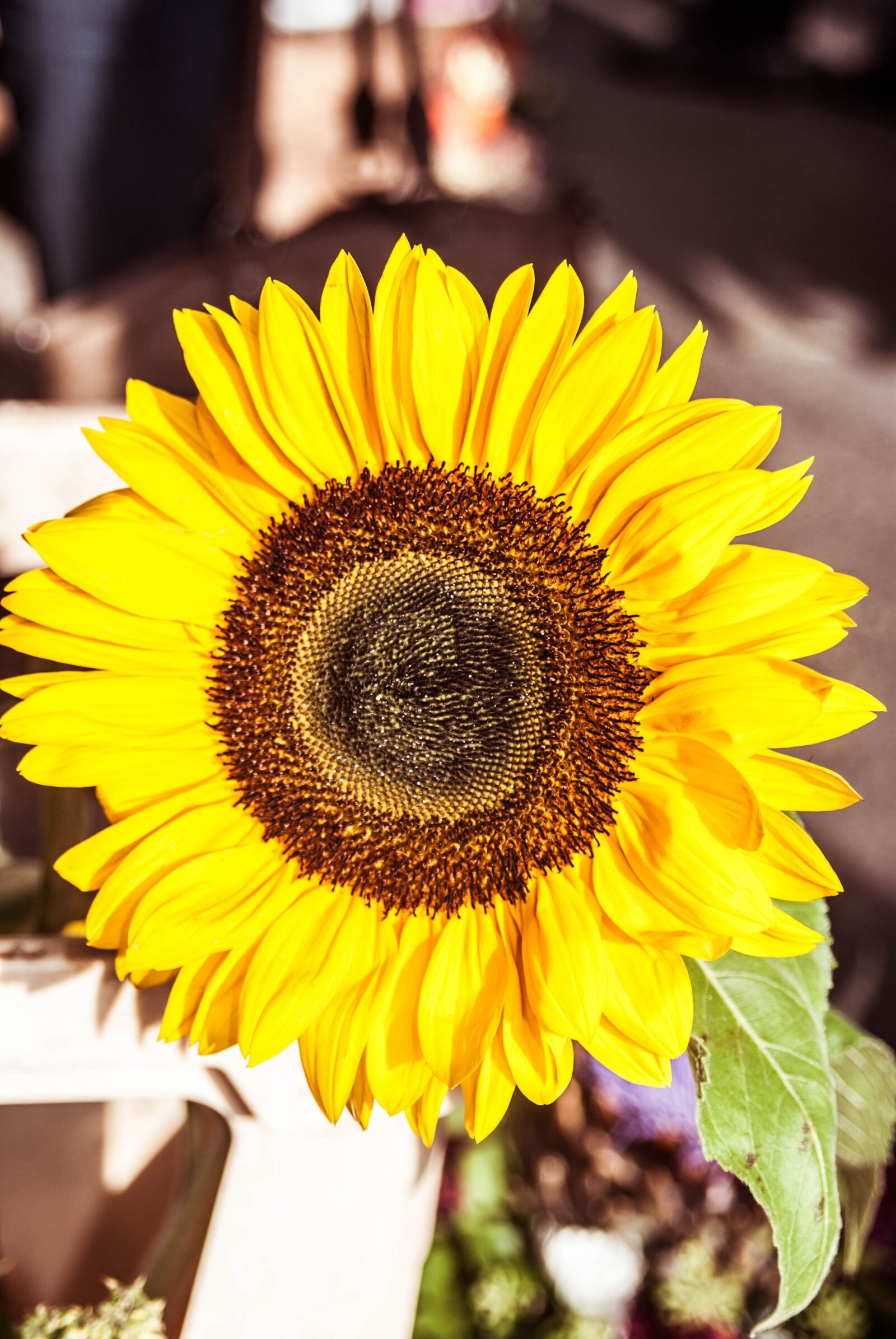 Nikon D80 sample photo. Nature, plant, flower photography