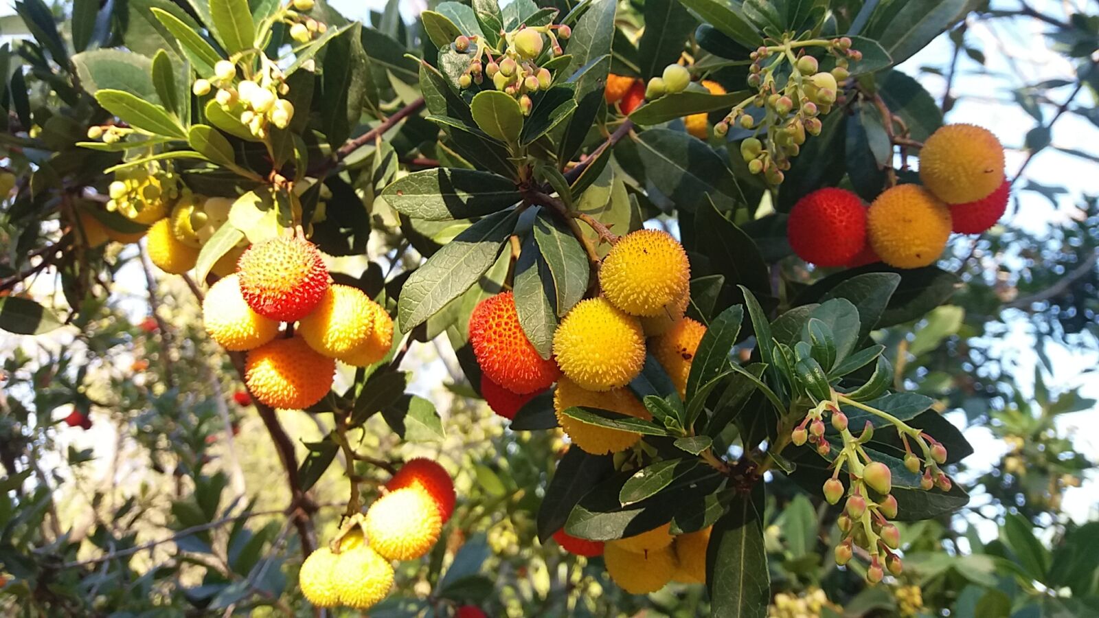 Samsung Galaxy J5 sample photo. Autumn, fruits, nature photography