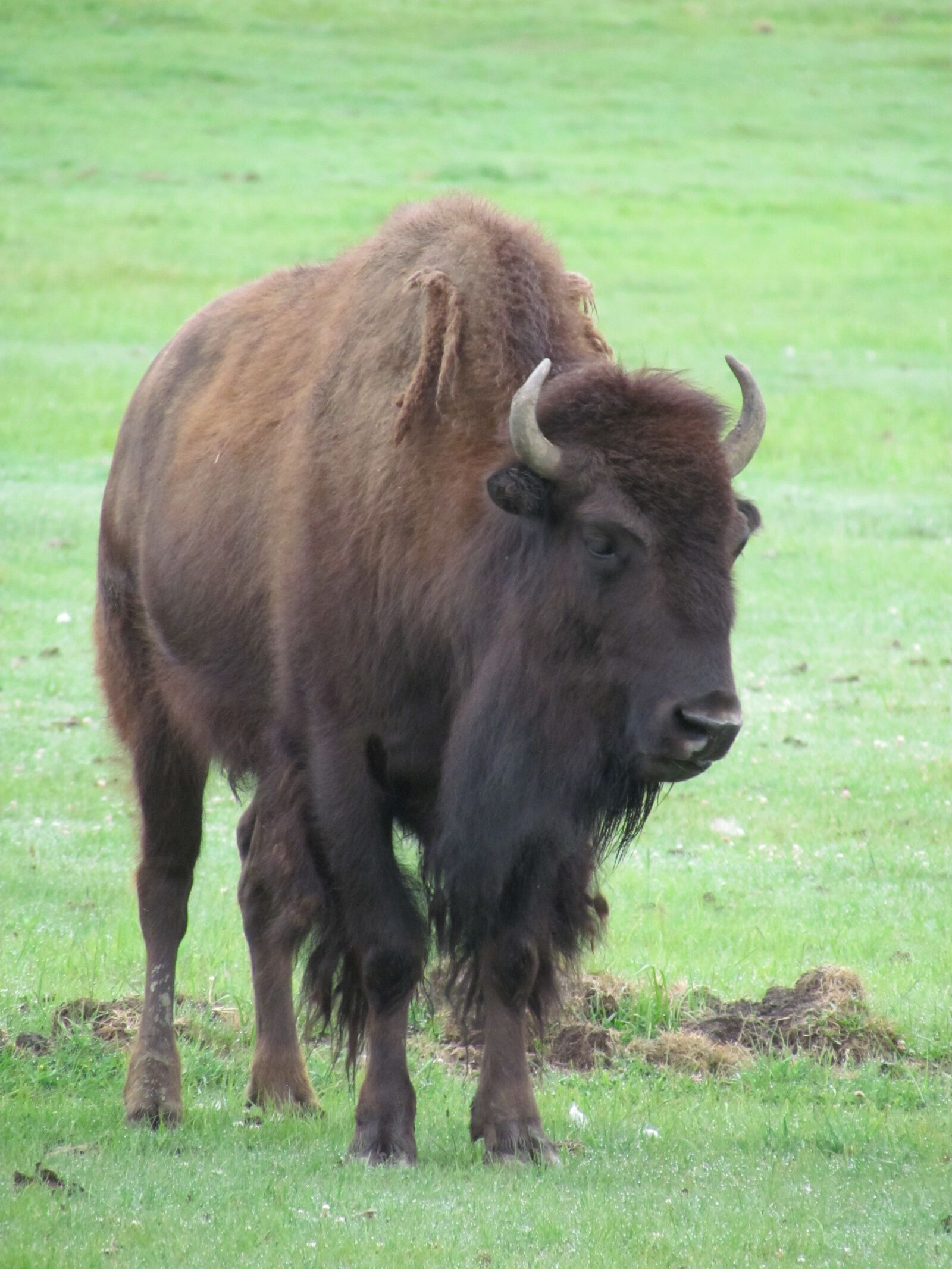 Canon PowerShot SX30 IS sample photo. Buffalo, bison, animal photography