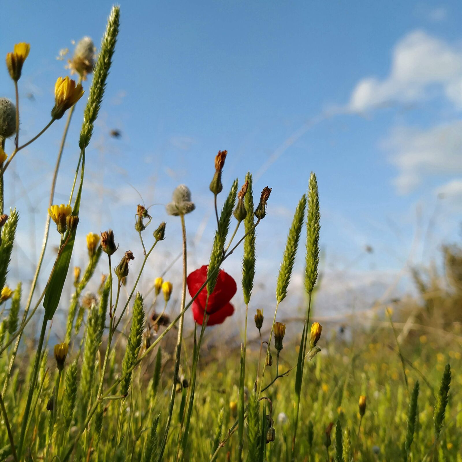 Xiaomi Mi A2 sample photo. Flowers, puppies, spring photography