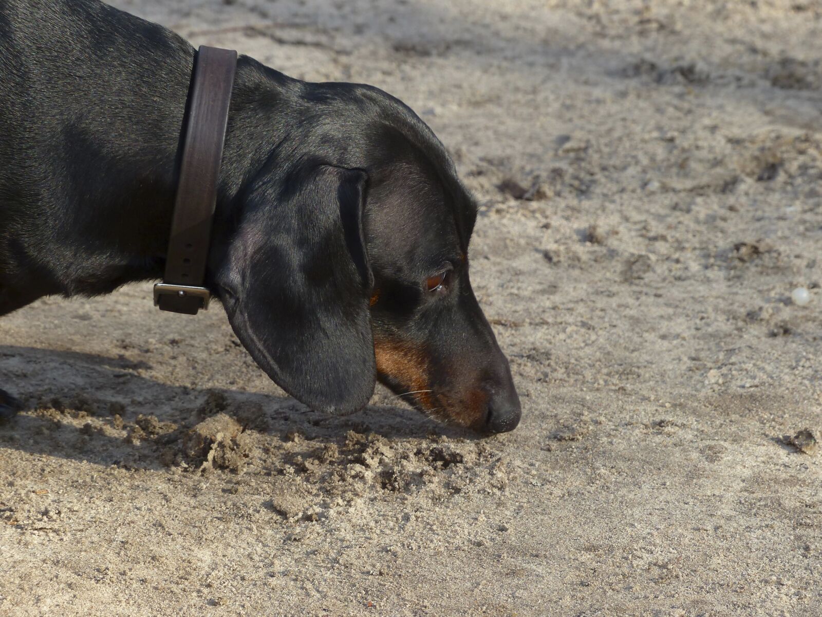 Panasonic Lumix DMC-FZ200 sample photo. Dog, dachshund, animal photography