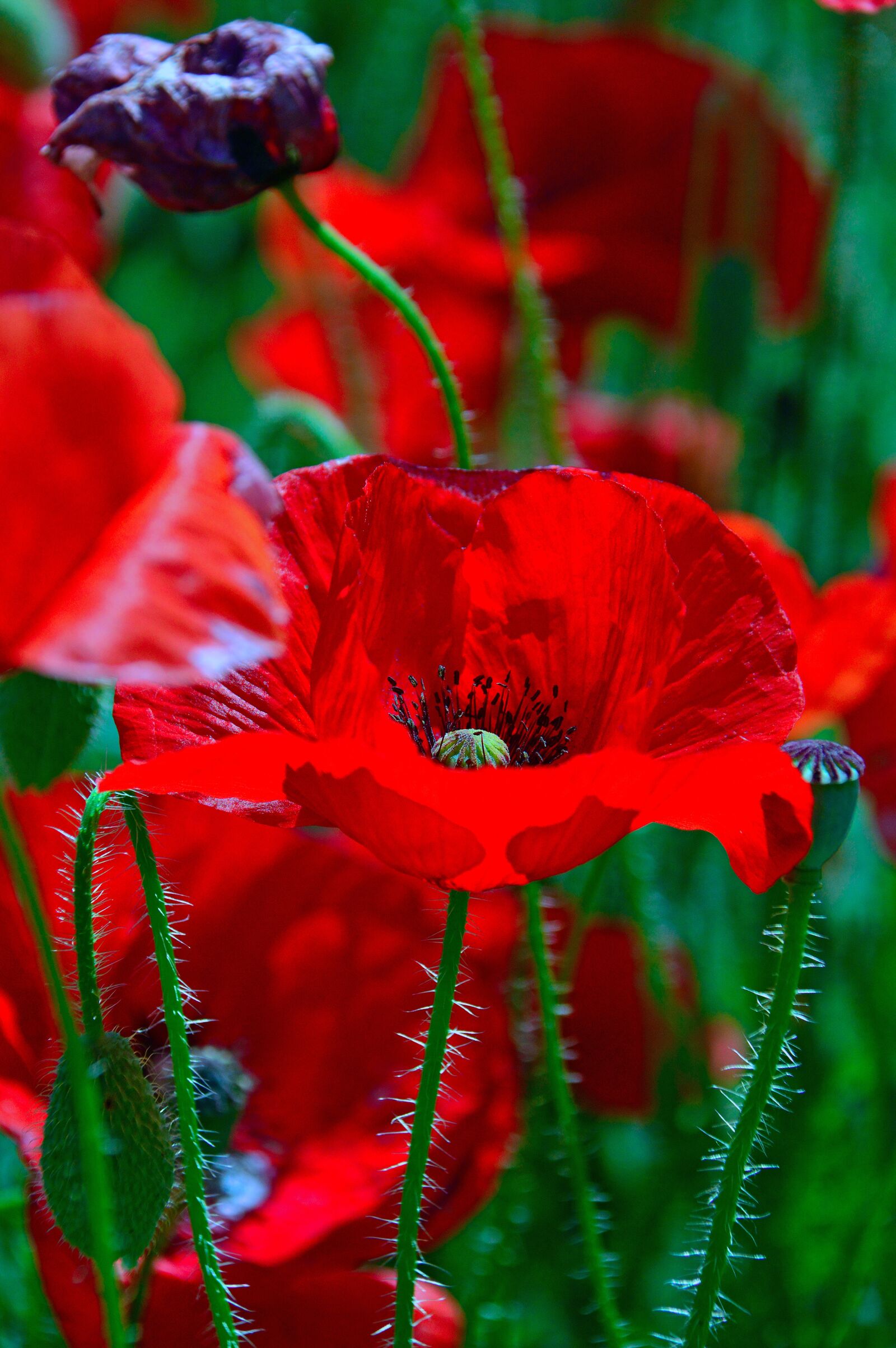 Nikon D3200 sample photo. Poppy, red, summer flower photography