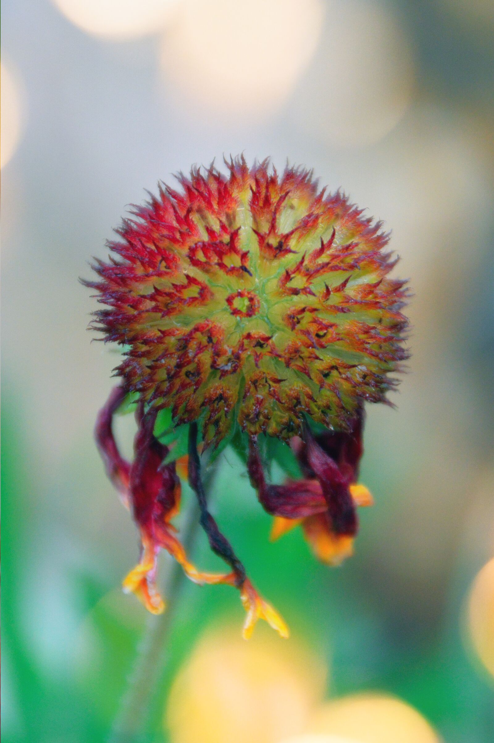 Nikon D3200 sample photo. Nature, flower, plant photography