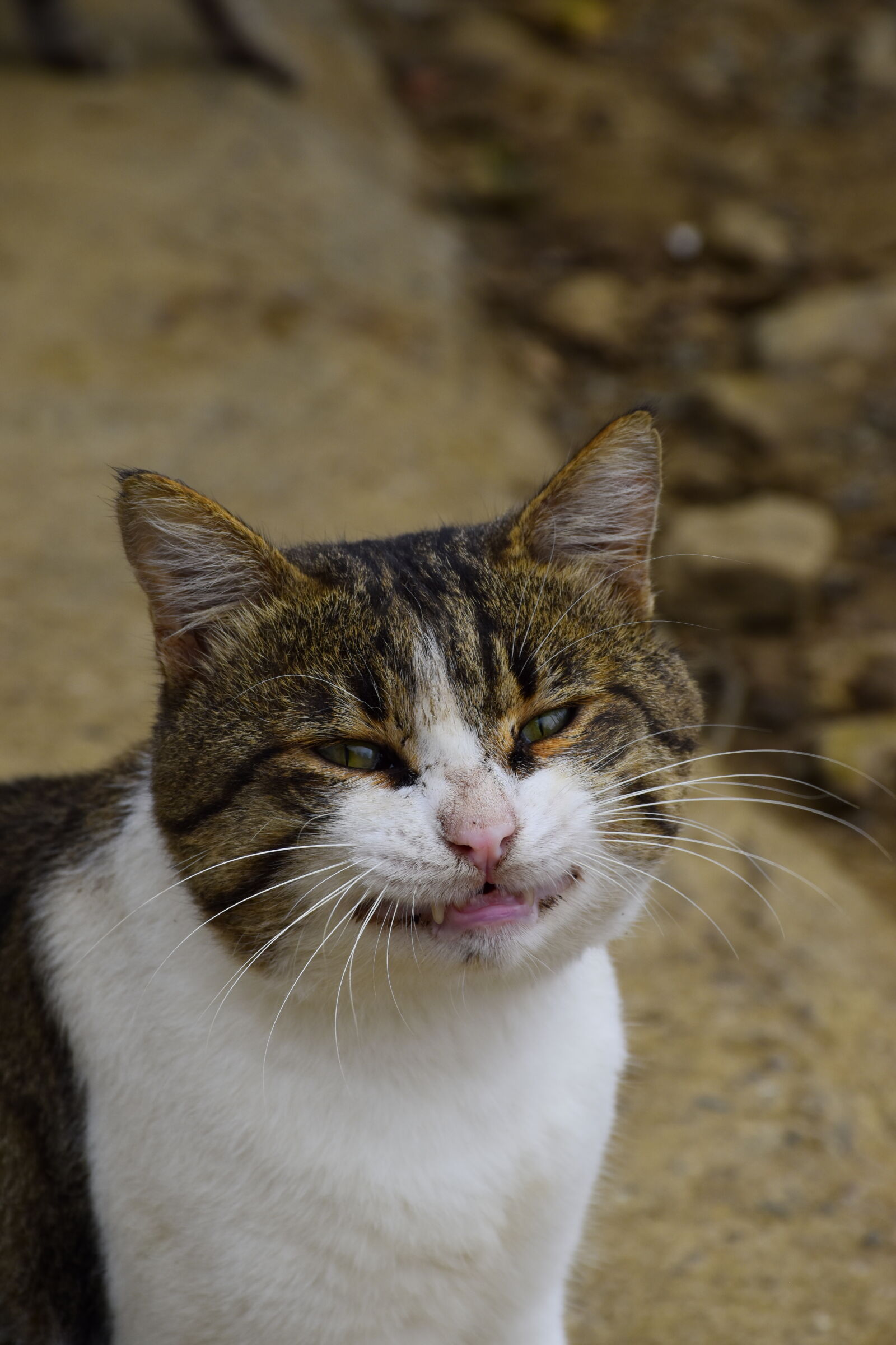 Nikon D5600 sample photo