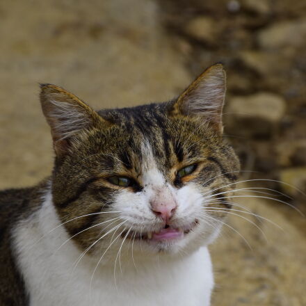 Nikon D5600 + Nikon AF-S DX Nikkor 18-140mm F3.5-5.6G ED VR sample