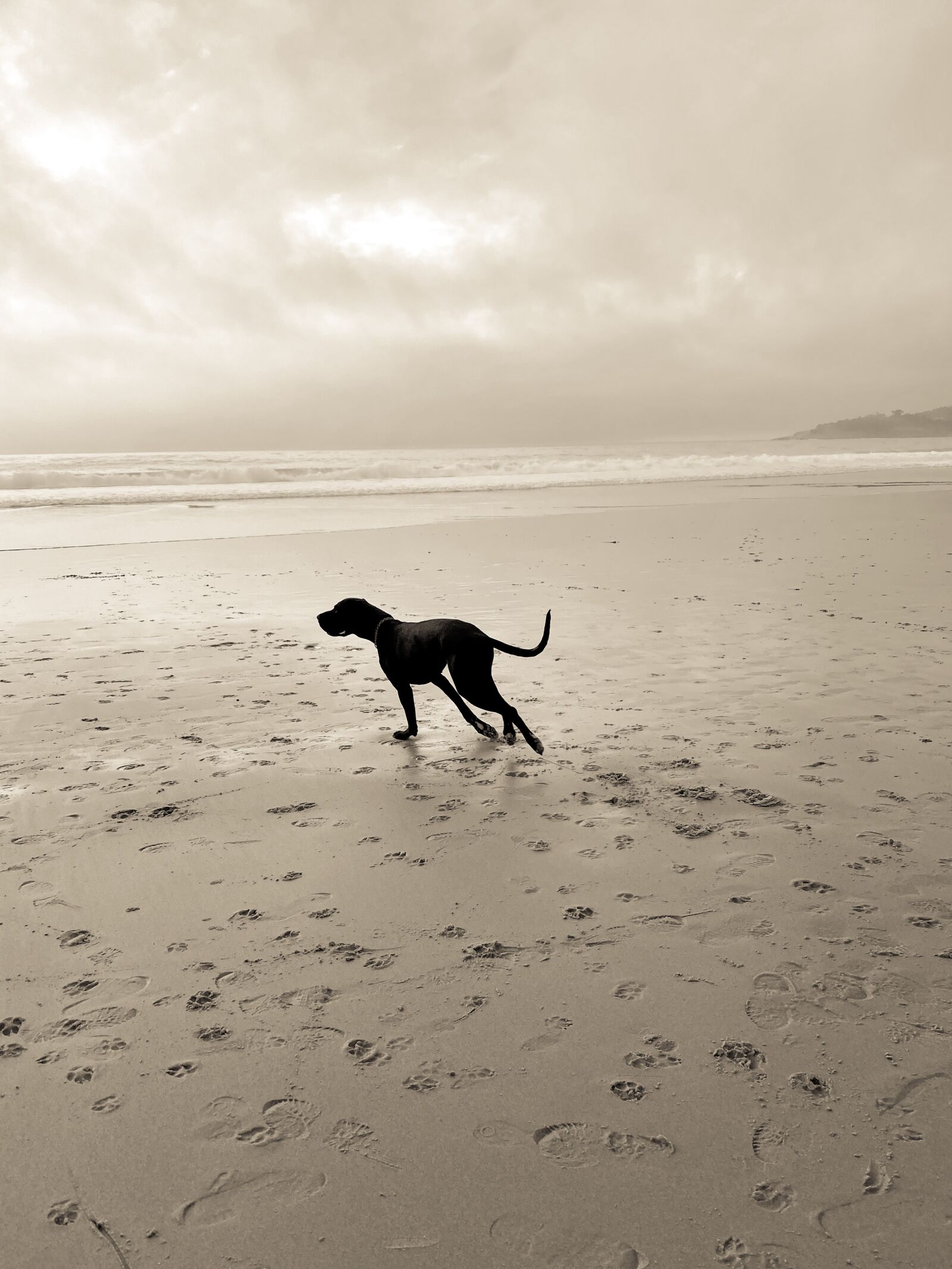 Apple iPhone 11 Pro sample photo. Dog, canine, pet photography