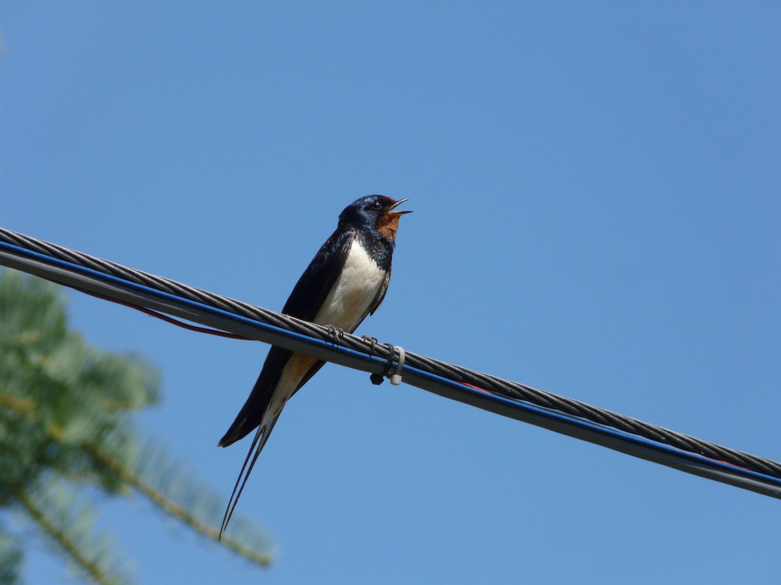 Panasonic DMC-FZ18 sample photo. Swallow, bird, swallows photography