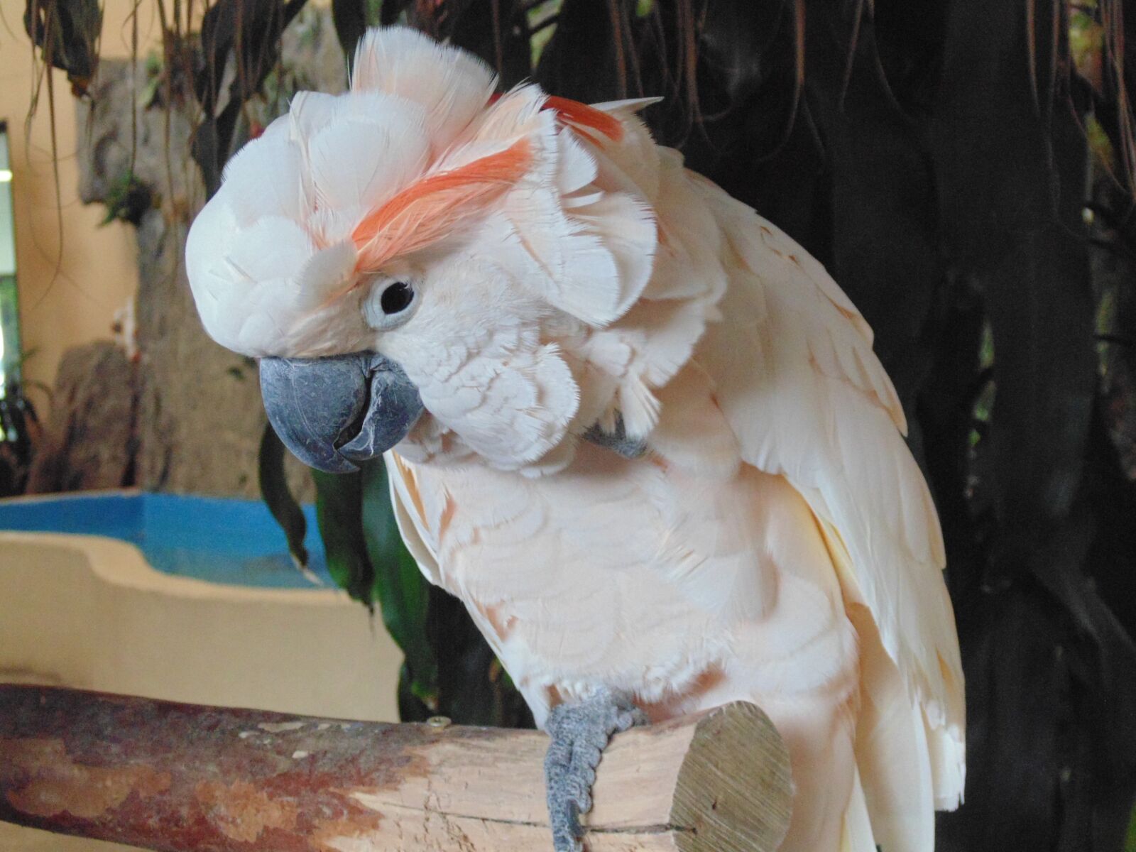 Sony Cyber-shot DSC-H200 sample photo. Bird, wildlife, parrot photography