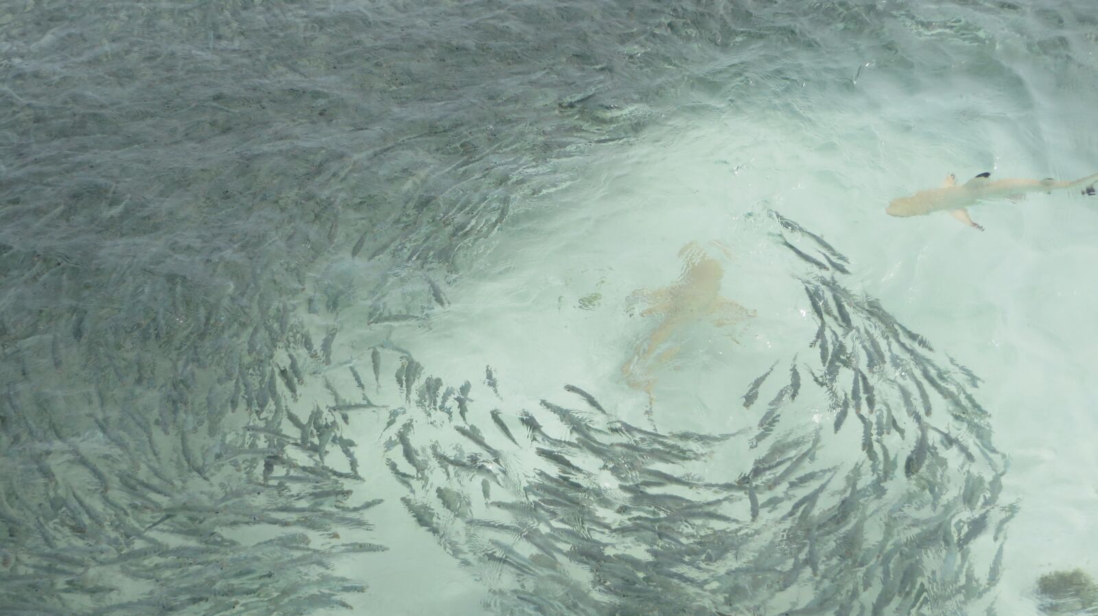 Canon PowerShot SX280 HS sample photo. School, fish, underwater photography