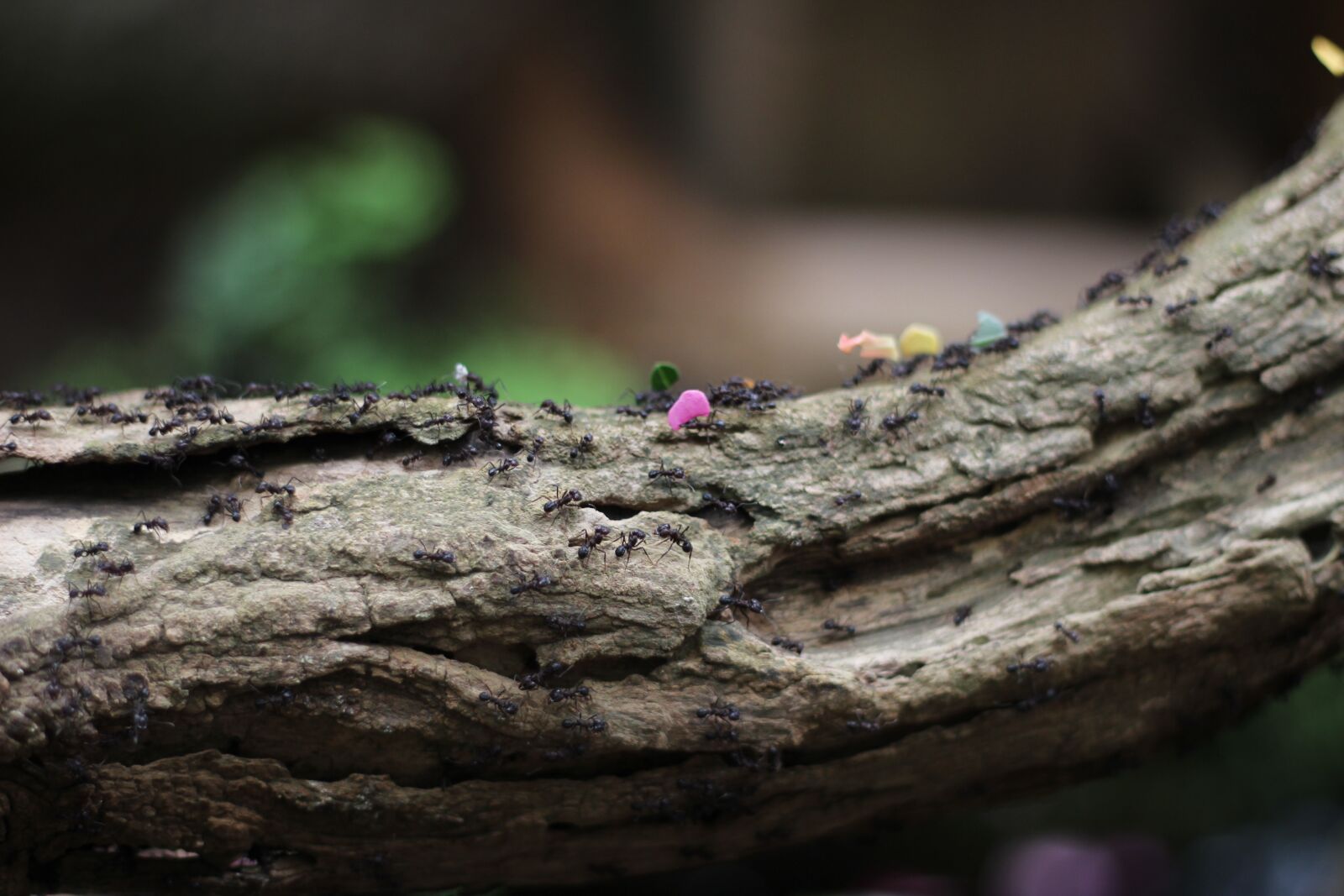 Canon EOS 600D (Rebel EOS T3i / EOS Kiss X5) + Canon EF 50mm F1.8 II sample photo. Ants, ant street, hard photography