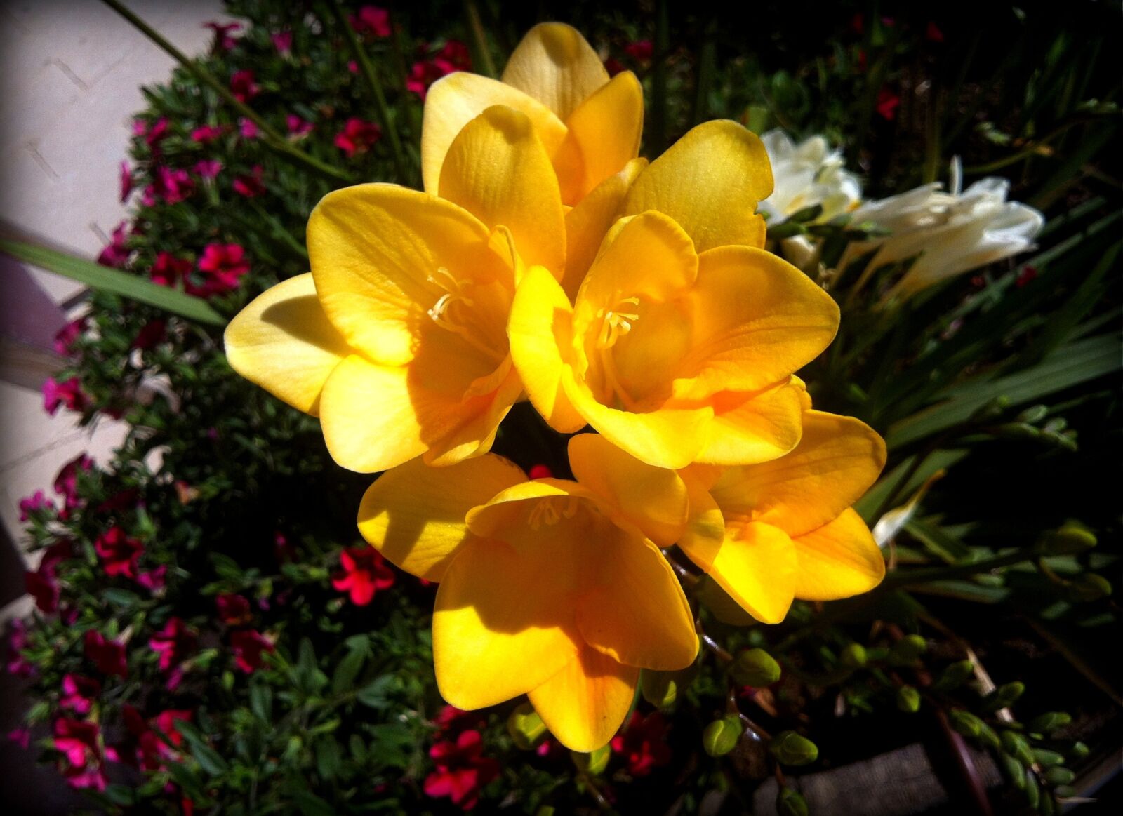 Apple iPhone 4 + iPhone 4 back camera 3.85mm f/2.8 sample photo. Flower, garden, flora photography