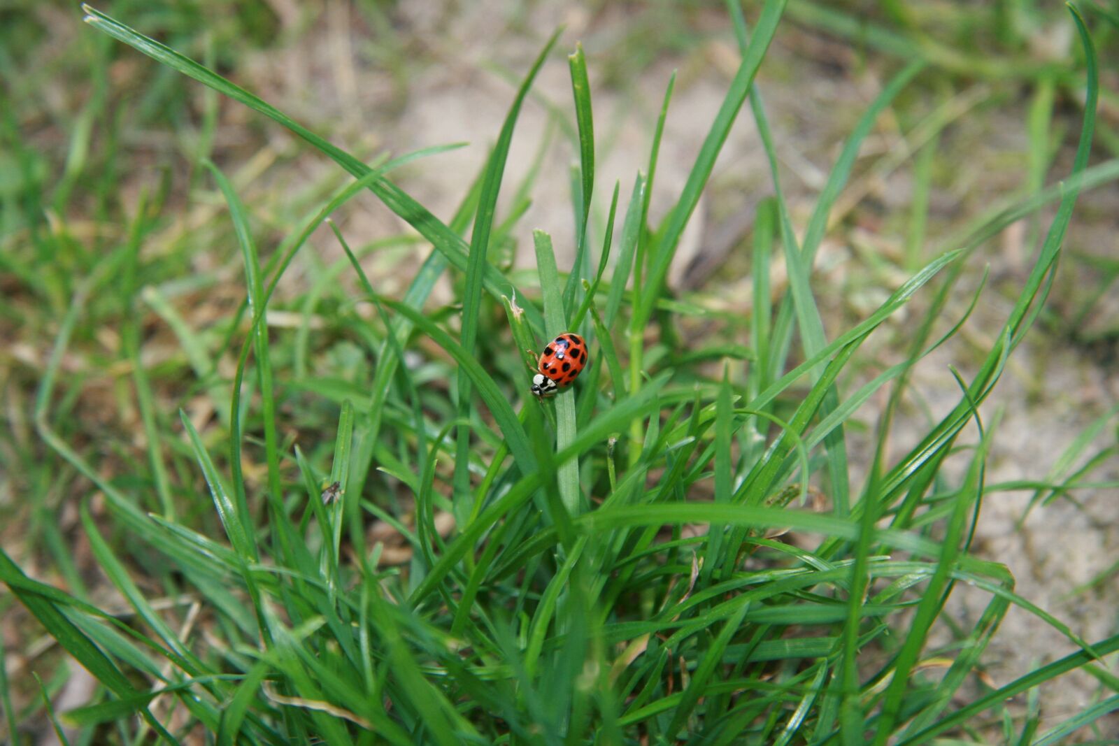 Canon EOS 400D (EOS Digital Rebel XTi / EOS Kiss Digital X) sample photo. Ladybug, grass, doubdle photography