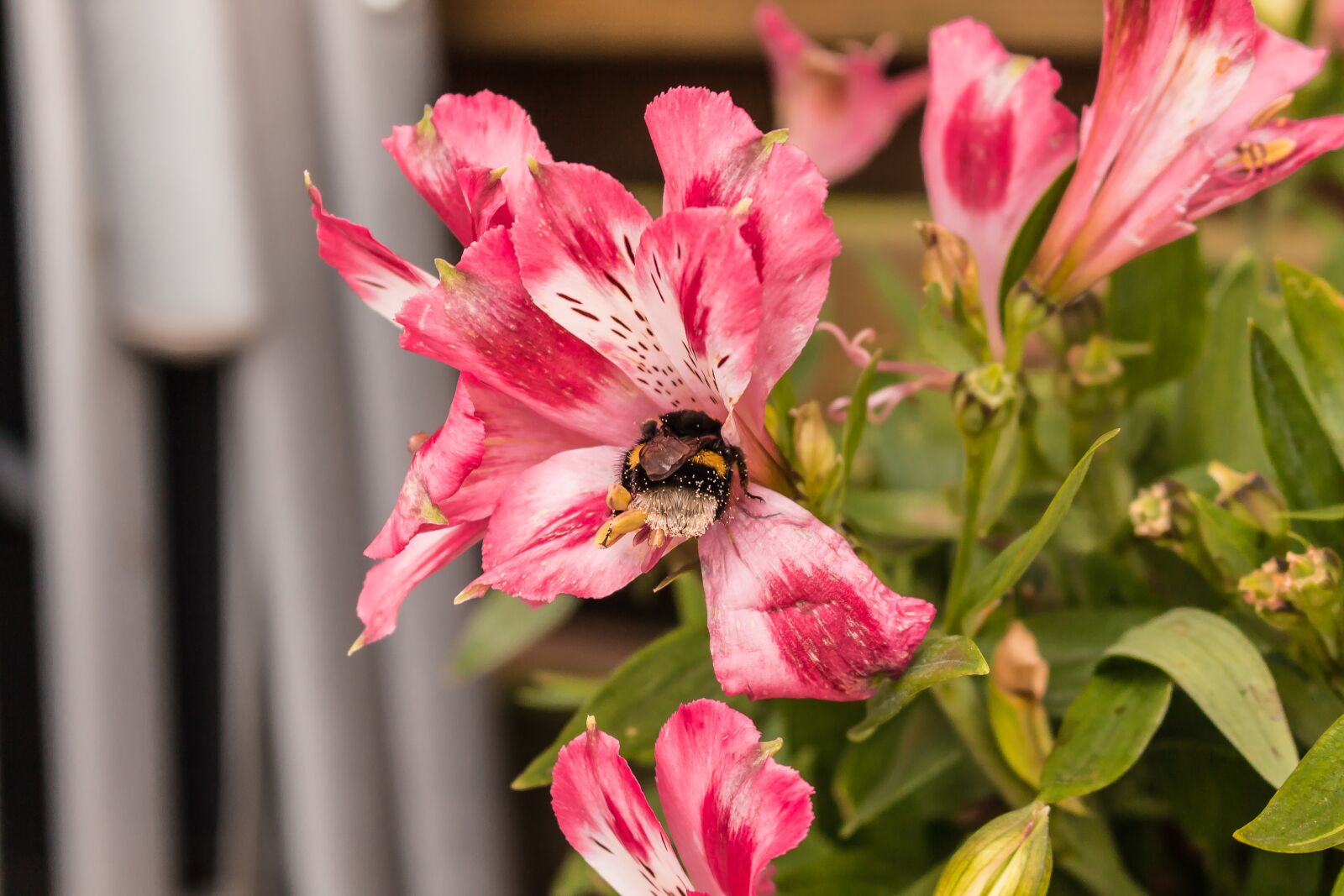 Canon EOS 700D (EOS Rebel T5i / EOS Kiss X7i) sample photo. Bee, flower, nature photography
