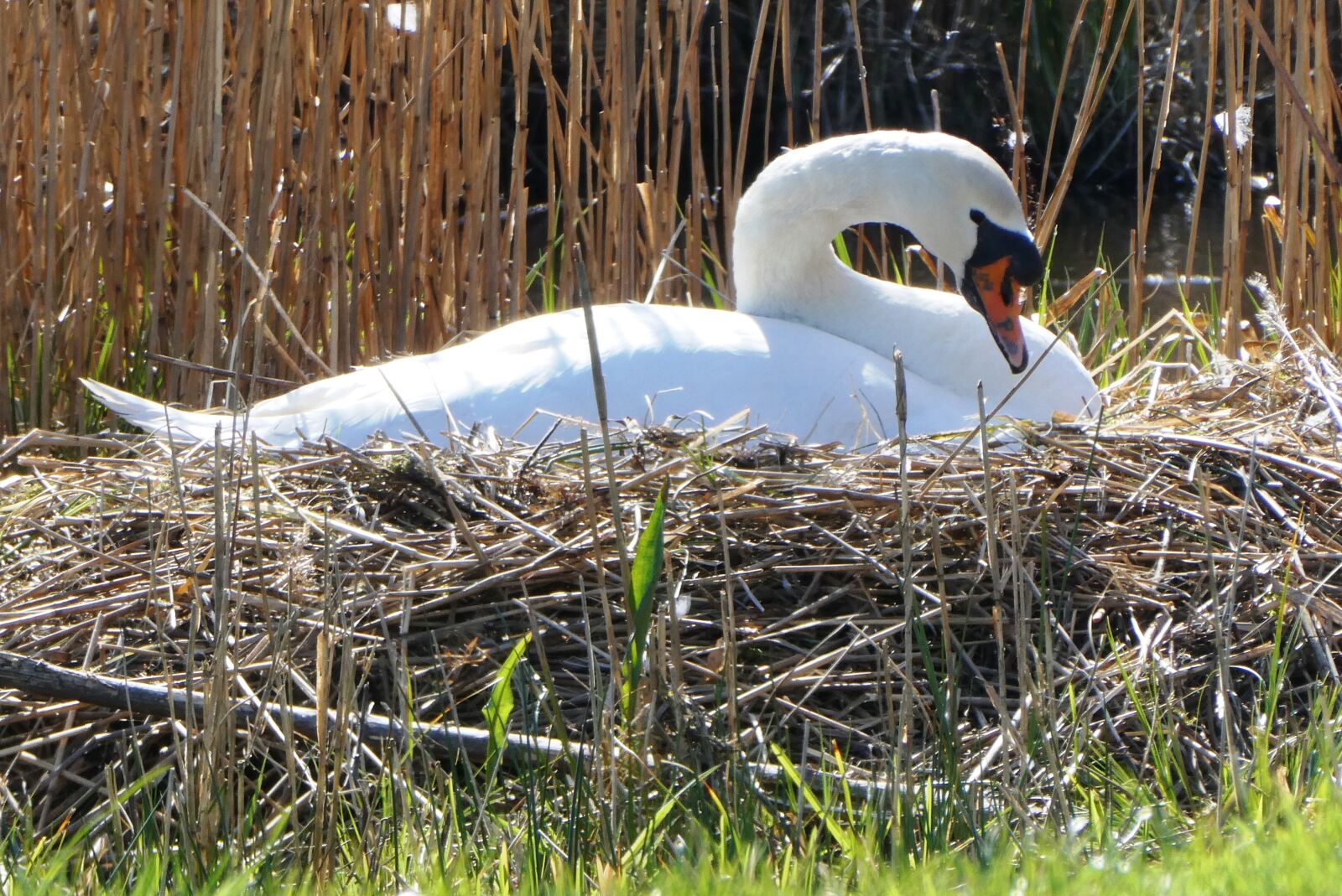 Panasonic Lumix DC-ZS70 (Lumix DC-TZ90) sample photo. Swan, nest, hatch photography