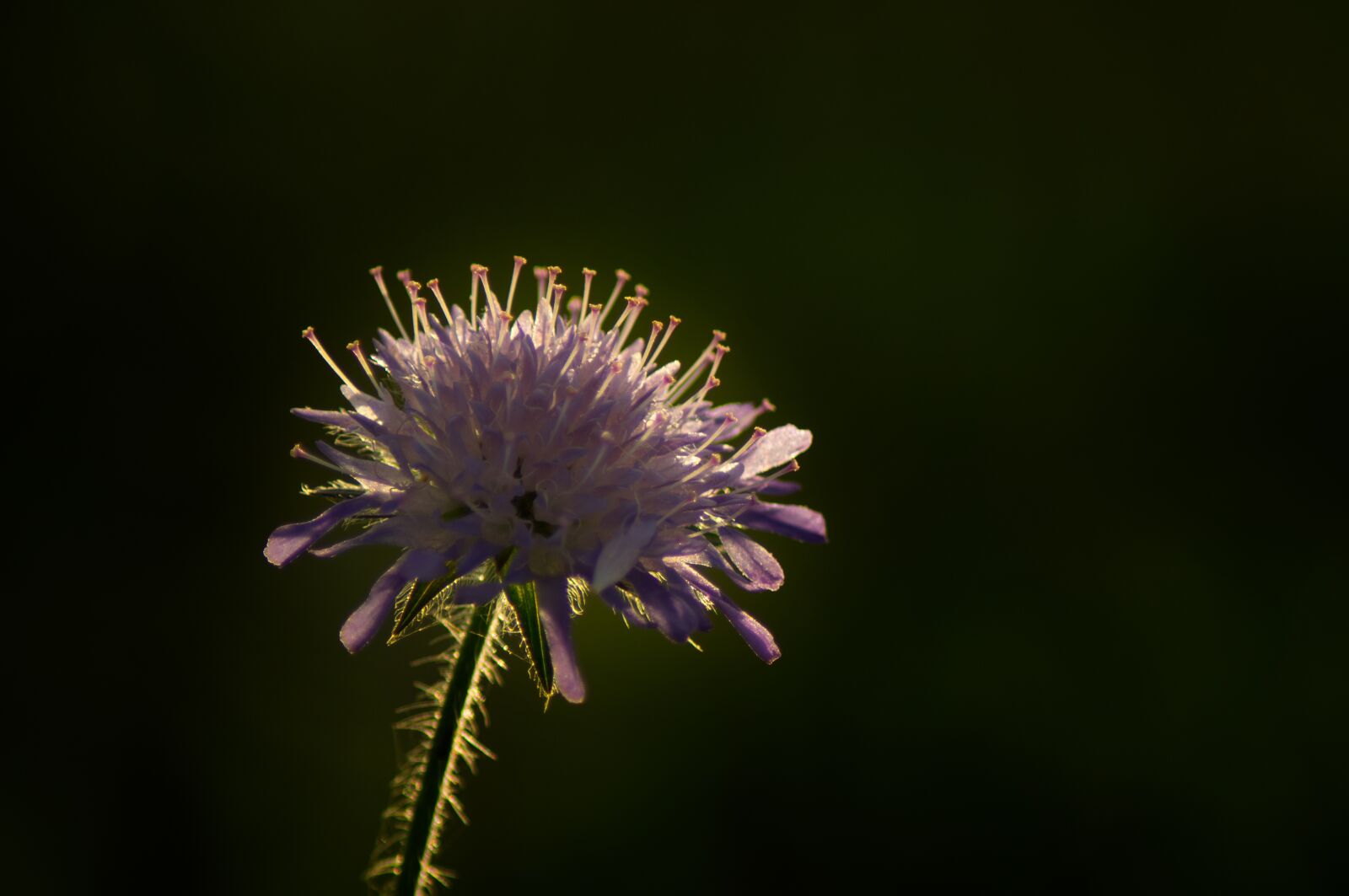 Sony SLT-A57 sample photo. Flower, bloom the way photography