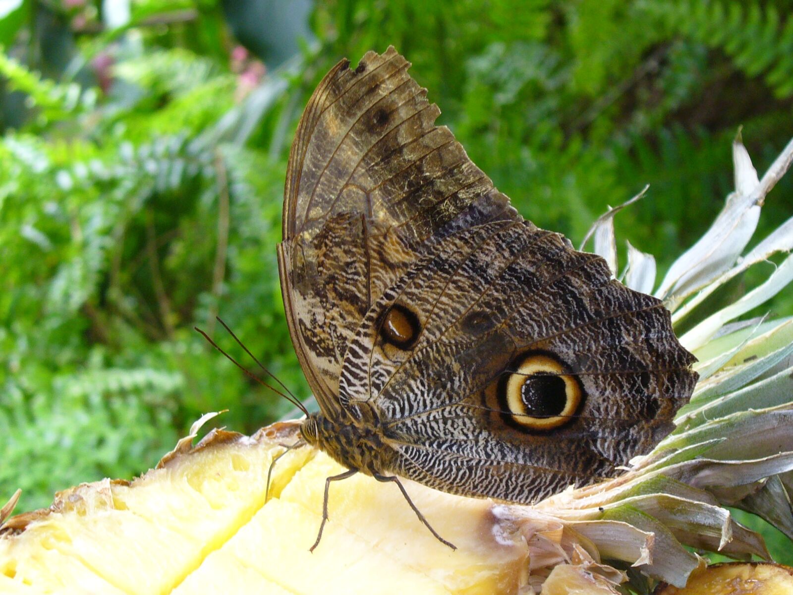 Panasonic DMC-LZ5 sample photo. Butterfly, eye, brown photography