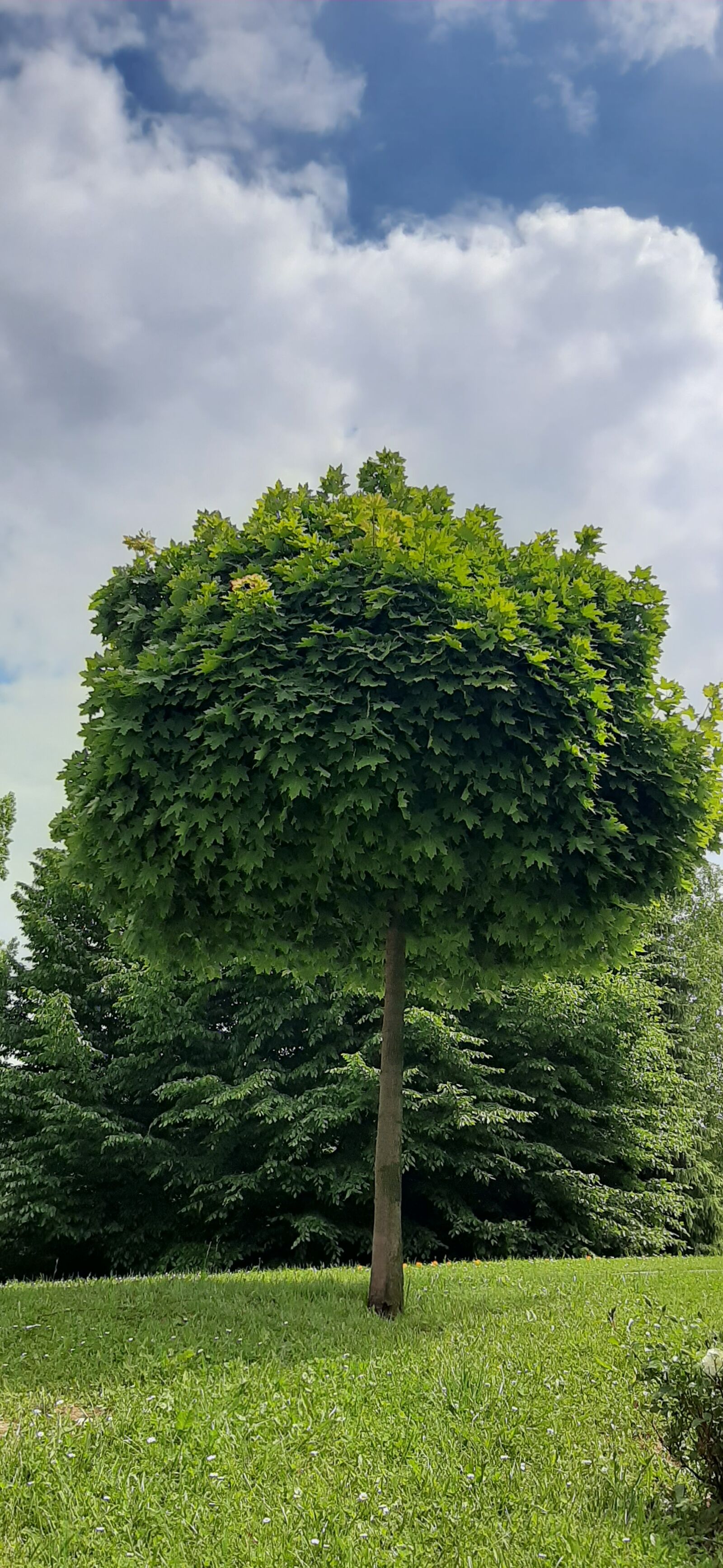 Samsung Galaxy A50 sample photo. Tree, garden, spring photography