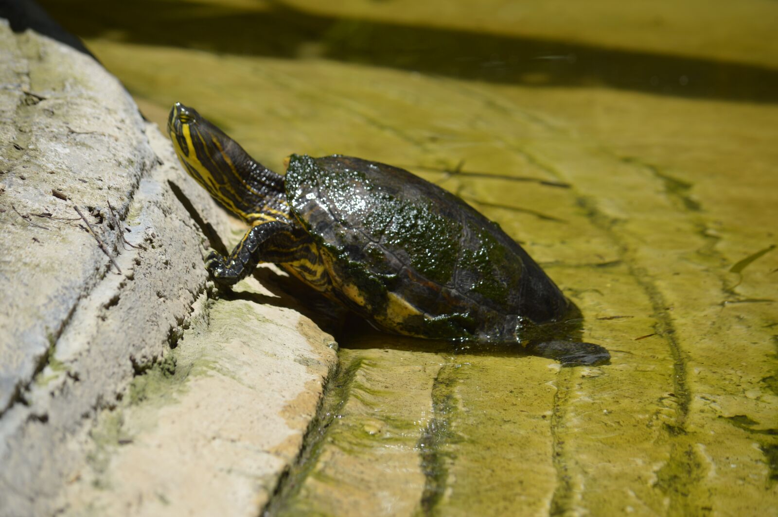 Nikon D3200 sample photo. Turtle, habitat, amphibians photography