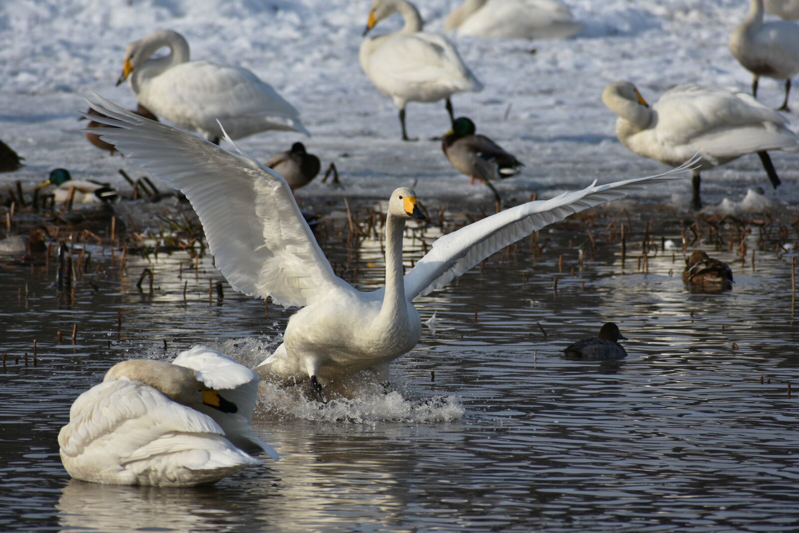 Nikon D7200 sample photo. Animal, lake, waterside photography