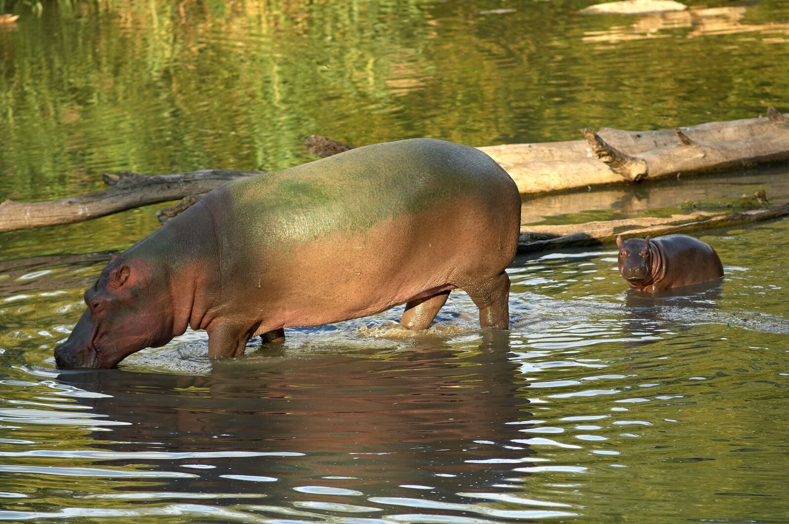 Nikon D2X sample photo. Hippopotamus, hippo, baby photography