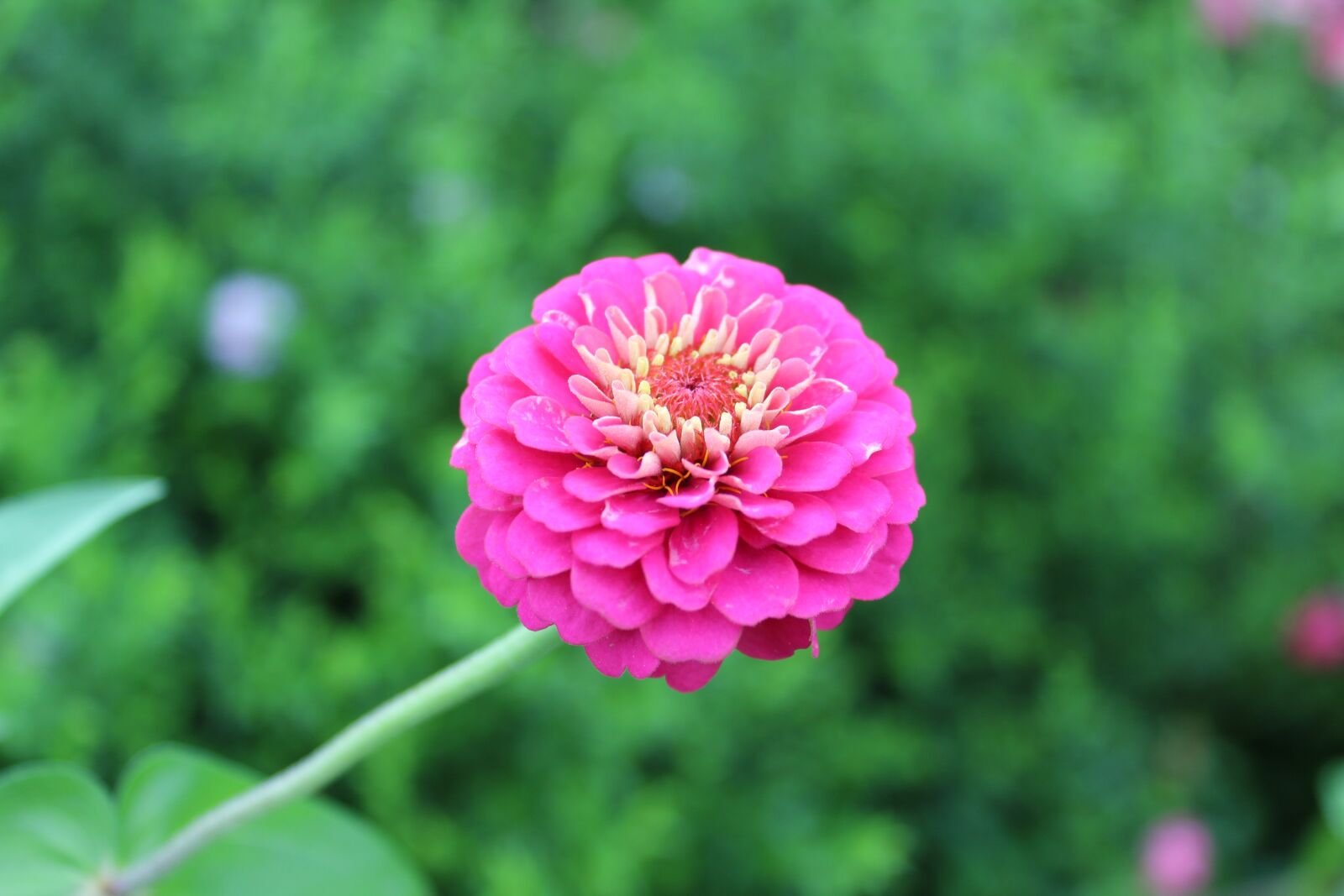 Canon EOS 1300D (EOS Rebel T6 / EOS Kiss X80) sample photo. Flora, floral, flower photography