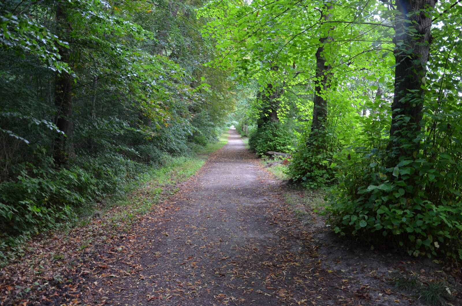 Nikon D5100 sample photo. Away, park, green photography