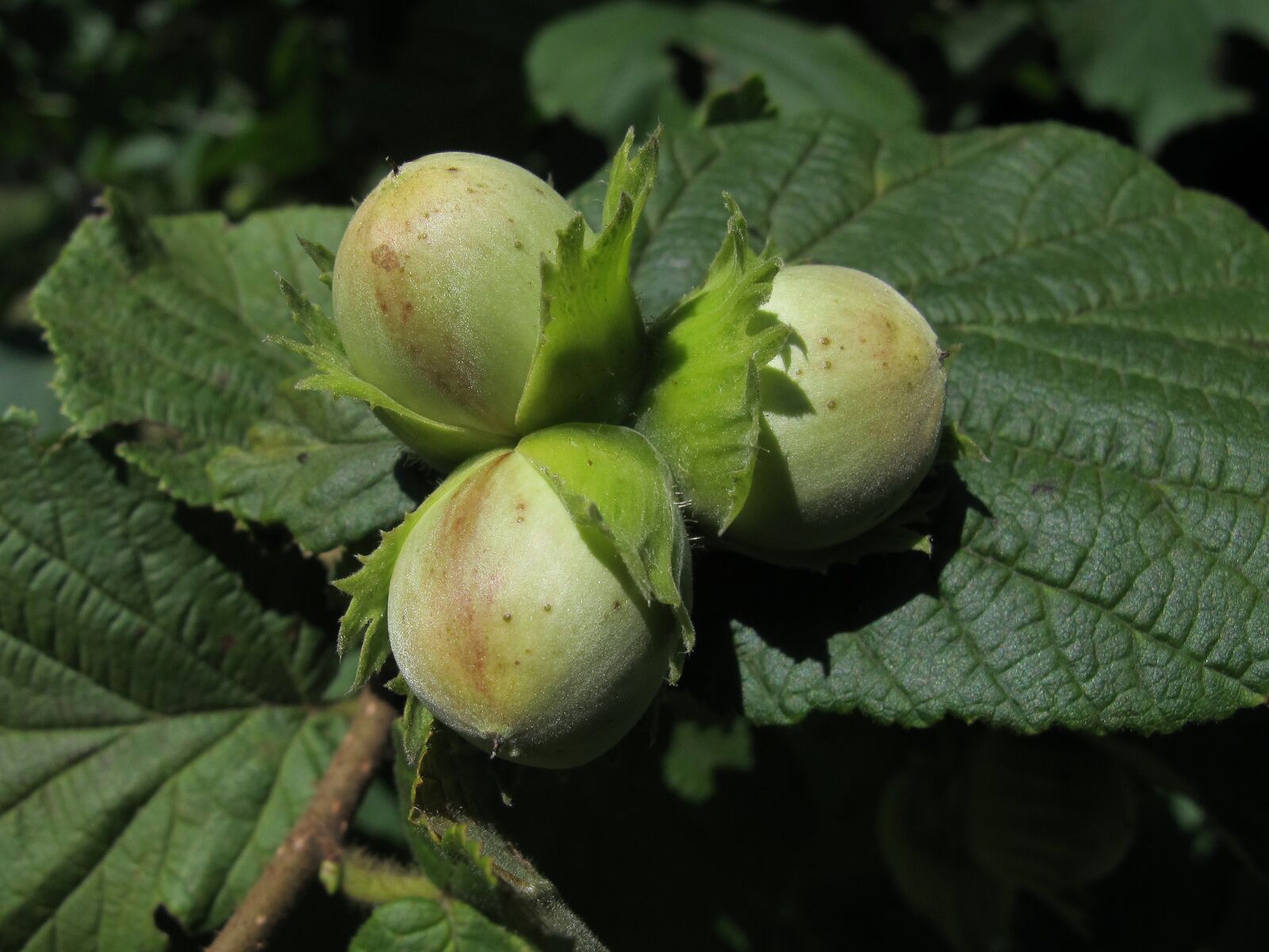 Canon PowerShot G12 sample photo. Hazelnut, hazel, nut photography
