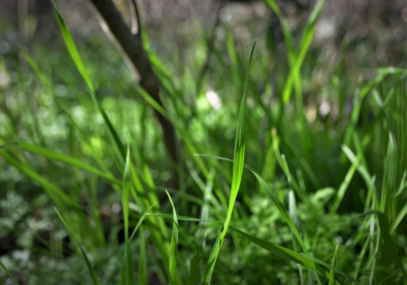 Nikon D3100 sample photo. Grass, green, twig photography
