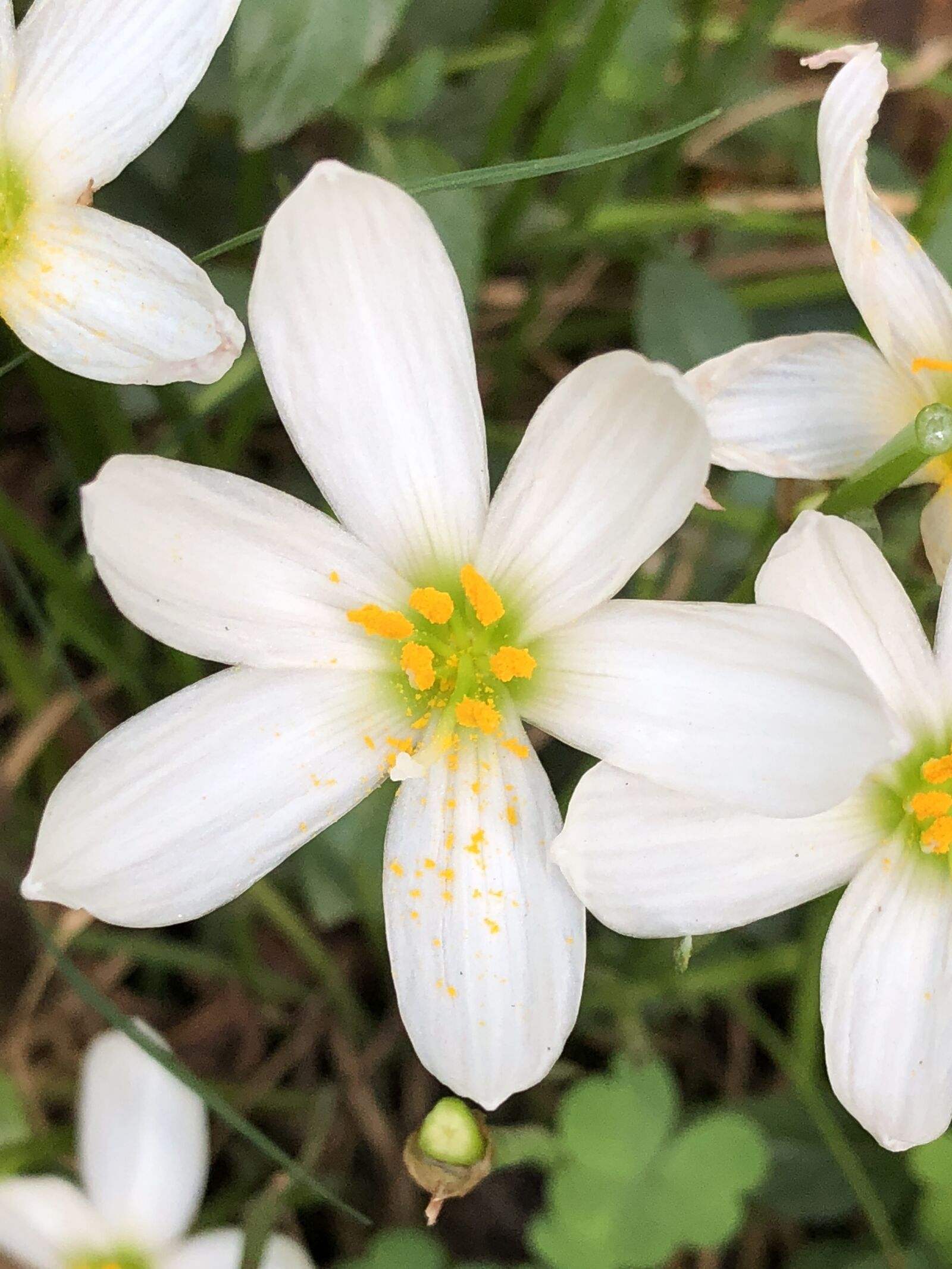 iPhone X back dual camera 4mm f/1.8 sample photo. Flower, garden, blossom photography